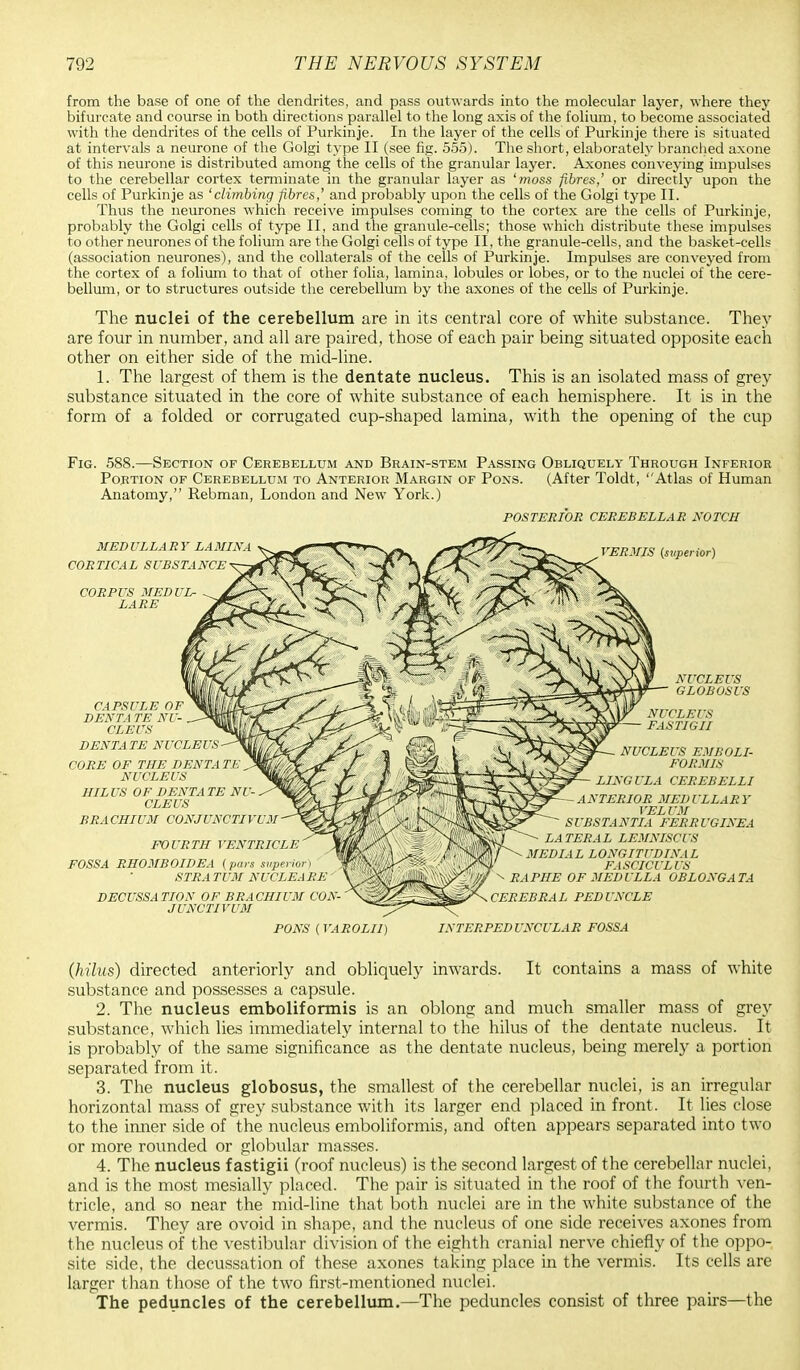 from the base of one of the dendrites, and pass outwards into the molecular layer, where they bifurcate and course in both directions parallel to the long axis of the folium, to become associated with the dendrites of the cells of Purkinje. In the layer of the cells of Purkinje there is situated at intervals a neurone of the Golgi type II (see fig. 555). The short, elaborately branched axone of this neurone is distributed among the cells of the granular layer. Axones conveying impulses to the cerebellar cortex terminate in the granular layer as 'moss fibres,' or directly upon the cells of Purkinje as 'climbing fibres,' and probably upon the cells of the Golgi type II. Thus the neurones which receive impulses coming to the cortex are the cells of Purkinje, probably the Golgi cells of type II, and the granule-cells; those which distribute these impulses to other neurones of the folium are the Golgi cells of type II, the granule-cells, and the basket-cells (association neurones), and the collaterals of the cells of Purkinje. Impulses are conveyed from the cortex of a folium to that of other folia, lamina, lobules or lobes, or to the nuclei of the cere- bellum, or to structures outside the cerebellum by the axones of the cells of Purkinje. The nuclei of the cerebellum are in its central core of white substance. They are four in number, and all are paired, those of each pair being situated opposite each other on either side of the mid-line. 1. The largest of them is the dentate nucleus. This is an isolated mass of grey substance situated in the core of white substance of each hemisphere. It is in the form of a folded or corrugated cup-shaped lamina, with the opening of the cup Fig. 588.—Section of Cerebellum and Brain-stem Passing Obliquely Through Inferior Portion of Cerebellum to Anterior Margin of Pons. (After Toldt, Atlas of Human Anatomy, Rebman, London and New York.) POSTERIOR CEREBELLAR NOTCH VERMIS (superior) MEDULLARY LAMINA CORTICAL SUBSTANCE CORPUS MEDUL- LA RE CAPSULE OF DENTA TE NU- CLEUS DENTATE NUCLEUS CORE OF THE DENTA TE NUCLEUS HILUS OF DENTATE NL CLEUS BRACHIUM CONJUNCTIVUM FOURTH VENTRICLE FOSSA RHOMBOIDEA (pars superior) STRA TUM NUCLEA RE ' DECUSSATION OF BRACHIUM COX JUNCTIVUM NUCLEUS GLOBOSUS NUCLEUS FASTIGII NUCLEUS EMBOLI- FORMIS LINGULA CEREBELLI ANTERIOR MEDULLARY 'EL I M SUBSTANTIA FERRUGINEA LATERAL LEMNISCUS MEDIAL LONGITUDINAL FASCICULUS ^ RAPHE OF MEDULLA OBLONGATA PONS ( VAROLII) CEREBRAL PEDUNCLE INTERPEDUNCULAR FOSSA (hilus) directed anteriorly and obliquely inwards. It contains a mass of white substance and possesses a capsule. 2. The nucleus emboliformis is an oblong and much smaller mass of grey substance, which lies immediately internal to the hilus of the dentate nucleus. It is probably of the same significance as the dentate nucleus, being merely a portion separated from it. 3. The nucleus globosus, the smallest of the cerebellar nuclei, is an irregular horizontal mass of grey substance with its larger end placed in front . It lies close to the inner side of the nucleus emboliformis, and often appears separated into two or more rounded or globular masses. 4. The nucleus f astigii (roof nucleus) is the second largest of the cerebellar nuclei, and is the most mesially placed. The pair is situated in the roof of the fourth ven- tricle, and so near the mid-line that both nuclei are in the white substance of the vermis. They are ovoid in shape, and the nucleus of one side receives axones from the nucleus of the vestibular division of the eighth cranial nerve chiefly of the oppo- site side, the decussation of these axones taking place in the vermis. Its cells are larger than those of the two first-mentioned nuclei. The peduncles of the cerebellum.—The peduncles consist of three pairs—the
