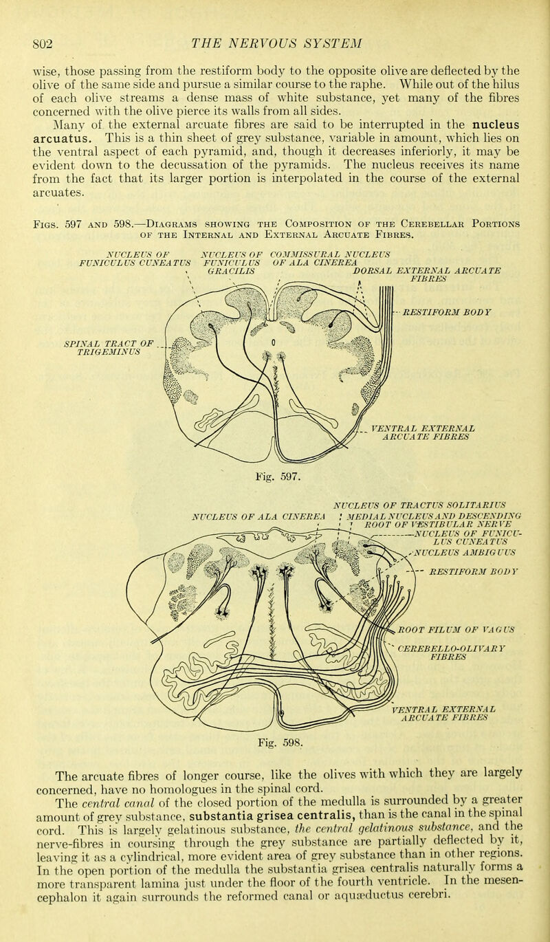 wise, those passing from the restiform body to the opposite olive are deflected by the olive of the same side and pursue a similar course to the raphe. While out of the hilus of each olive streams a dense mass of white substance, yet many of the fibres concerned with the olive pierce its walls from all sides. Many of the external arcuate fibres are said to be interrupted in the nucleus arcuatus. This is a thin sheet of grey substance, variable in amount, which lies on the ventral aspect of each pyramid, and, though it decreases inferiorly, it may be evident down to the decussation of the pyramids. The nucleus receives its name from the fact that its larger portion is interpolated in the course of the external arcuates. Figs. 597 and 598.—Diagrams showing the Composition of the Cerebellar Portions of the Internal and External Arcuate Fibres. NUCLEUS OF NUCLEUS OF COMMISSURAL NUCLEUS FUNICULUS CUNEATUS FUNICULUS OF ALA CINEEEA GRACILIS DORSAL EXTERNAL ARCUATE SPINAL TRACT OF TRIGEMINUS Fig. 597. NUCLEUS OF TRACTUS SOLITARIUS NUCLEUS OF ALA CINEREA • MEDIAL NUCLEUS AND DESCENDING Fig. 598. The arcuate fibres of longer course, like the olives with which they are largely concerned, have no homologues in the spinal cord. The central canal of the closed portion of the medulla is surrounded by a greater amount of grey substance, substantia grisea centralis, than is the canal in the spinal cord. This is largelv gelatinous substance, the central gelatinous substance, and the nerve-fibres in coursing through the grey substance are partially deflected by it, leaving it as a cylindrical, more evident area of grey substance than in other regions. In the open portion of the medulla the substantia grisea centralis naturally forms a more transparent lamina just under the floor of the fourth ventricle. In the mesen- cephalon it again surrounds the reformed canal or aquseductus cerebri.