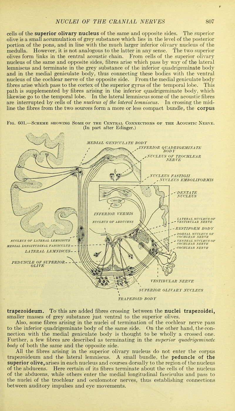 cells of the superior olivary nucleus of the same and opposite sides. The superior olive is a small accumulation of grey substance which lies in the level of the posterior portion of the pons, and in line with the much larger inferior olivary nucleus of the medulla. However, it is not analogous to the latter in any sense. The two superior olives form links in the central acoustic chain. From cells of the superior olivary nucleus of the same and opposite sides, fibres arise which pass by way of the lateral lemniscus and terminate in the grey substance of the inferior quadrigeminate body and in the medial geniculate body, thus connecting these bodies with the ventral nucleus of the cochlear nerve of the opposite side. From the medial geniculate body fibres arise which pass to the cortex of the superior gyrus of the temporal lobe. This path is supplemented by fibres arising in the inferior quadrigeminate body, which likewise go to the temporal lobe. In the lateral lemniscus some of the acoustic fibres are interrupted by cells of the nucleus of the lateral lemniscus. In crossing the mid- line the fibres from the two sources form a more or less compact bundle, the corpus Fig. 601.—Scheme showing Some of the Central Connections of the Acoustic Nerve. (In part after Edinger.) MEDIAL GENICULATE BODY INFERIOR Q VA DRIGEMINA TE BODY ■NUCLEUS OF TROCHLEAR NER VE NUCLEUS FASTIGII , NUCLEUS EMBOLIFORMIS „ ' DENTA TE NUCLEUS LA TERA L NUCLEI'S OF , - VESTIBULAR NERVE . , - RESTIFORM BOD Y ^ DORSAL NUCLEUS OF COCHLEAR NERVE «- VENTRAL NUCLEUS OF COCHLEAR NERVE , -COCHLEAR NERVE NUCLEUS OF LATERAL LEMNISCUS MEDIAL LONGITUDINAL FASCICULUS LA TERAL LEMNISCUS PEDUNCLE OF SUPERIOR OLIVE VESTIBULAR NERVE SUPERIOR OLIVARY NUCLEUS x TRAPEZOID BODY trapezoideum. To this are added fibres crossing between the nuclei trapezoidei, smaller masses of grey substance just ventral to the superior olives. Also, some fibres arising in the nuclei of termination of the cochlear nerve pass to the inferior quadrigeminate body of the same side. On the other hand, the con- nection with the medial geniculate body is thought to be wholly a crossed one. Further, a few fibres are described as terminating in the superior quadrigeminate body of both the same and the opposite side. All the fibres arising in the superior olivary nucleus do not enter the corpus trapezoideum and the lateral lemniscus. A small bundle, the peduncle of the superior olive, arises in each nucleus and courses dorsally to the region of the nucleus of the abducens. Here certain of its fibres terminate about the cells of the nucleus of the abducens, while others enter the medial longitudinal fasciculus and pass to the nuclei of the trochlear and oculomotor nerves, thus establishing connections between auditory impulses and eye movements.