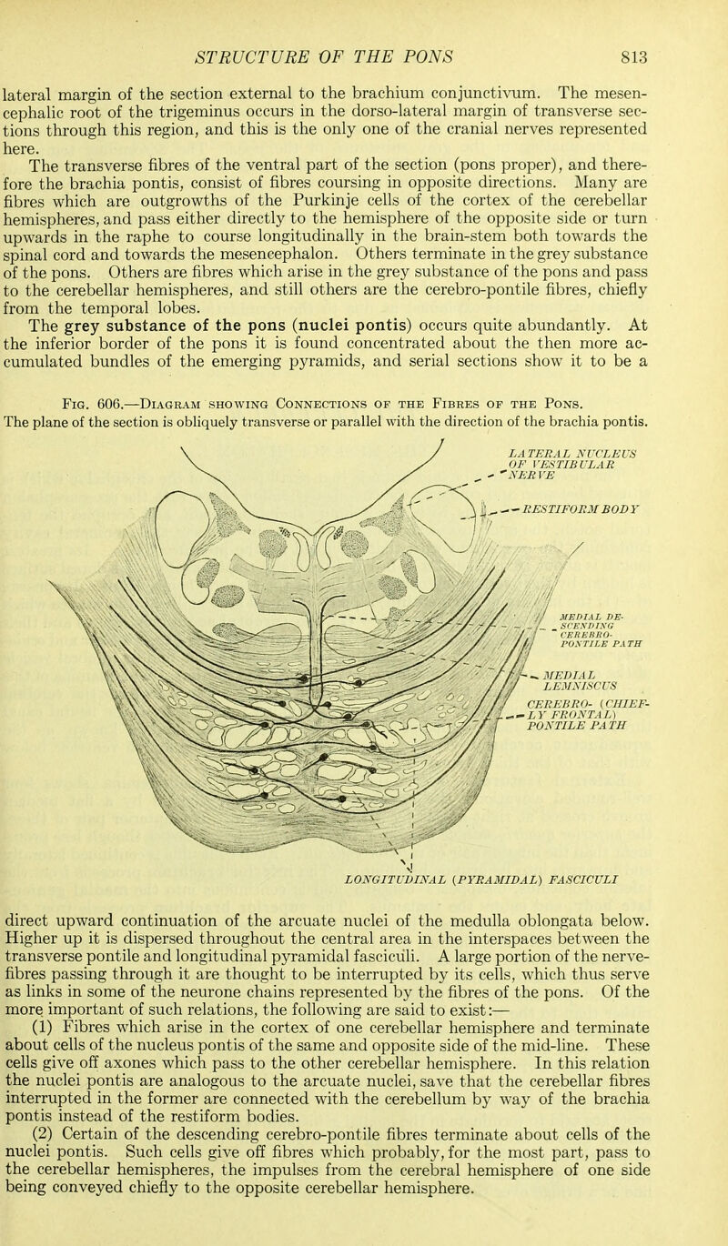 lateral margin of the section external to the brachium conjunctivum. The mesen- cephalic root of the trigeminus occurs in the dorso-lateral margin of transverse sec- tions through this region, and this is the only one of the cranial nerves represented here. The transverse fibres of the ventral part of the section (pons proper), and there- fore the brachia pontis, consist of fibres coursing in opposite directions. Many are fibres which are outgrowths of the Purkinje cells of the cortex of the cerebellar hemispheres, and pass either directly to the hemisphere of the opposite side or turn upwards in the raphe to course longitudinally in the brain-stem both towards the spinal cord and towards the mesencephalon. Others terminate in the grey substance of the pons. Others are fibres which arise in the grey substance of the pons and pass to the cerebellar hemispheres, and still others are the cerebro-pontile fibres, chiefly from the temporal lobes. The grey substance of the pons (nuclei pontis) occurs quite abundantly. At the inferior border of the pons it is found concentrated about the then more ac- cumulated bundles of the emerging pyramids, and serial sections show it to be a Fig. 606.—Diagram showing Connections of the Fibres of the Pons. The plane of the section is obliquely transverse or parallel with the direction of the brachia pontis. LONGITUDINAL (PYRAMIDAL) FASCICULI direct upward continuation of the arcuate nuclei of the medulla oblongata below. Higher up it is dispersed throughout the central area in the interspaces between the transverse pontile and longitudinal pyramidal fasciculi. A large portion of the nerve- fibres passing through it are thought to be interrupted by its cells, which thus serve as links in some of the neurone chains represented by the fibres of the pons. Of the more important of such relations, the following are said to exist:— (1) Fibres which arise in the cortex of one cerebellar hemisphere and terminate about cells of the nucleus pontis of the same and opposite side of the mid-line. These cells give off axones which pass to the other cerebellar hemisphere. In this relation the nuclei pontis are analogous to the arcuate nuclei, save that the cerebellar fibres interrupted in the former are connected with the cerebellum by way of the brachia pontis instead of the restiform bodies. (2) Certain of the descending cerebro-pontile fibres terminate about cells of the nuclei pontis. Such cells give off fibres which probably, for the most part, pass to the cerebellar hemispheres, the impulses from the cerebral hemisphere of one side being conveyed chiefly to the opposite cerebellar hemisphere.