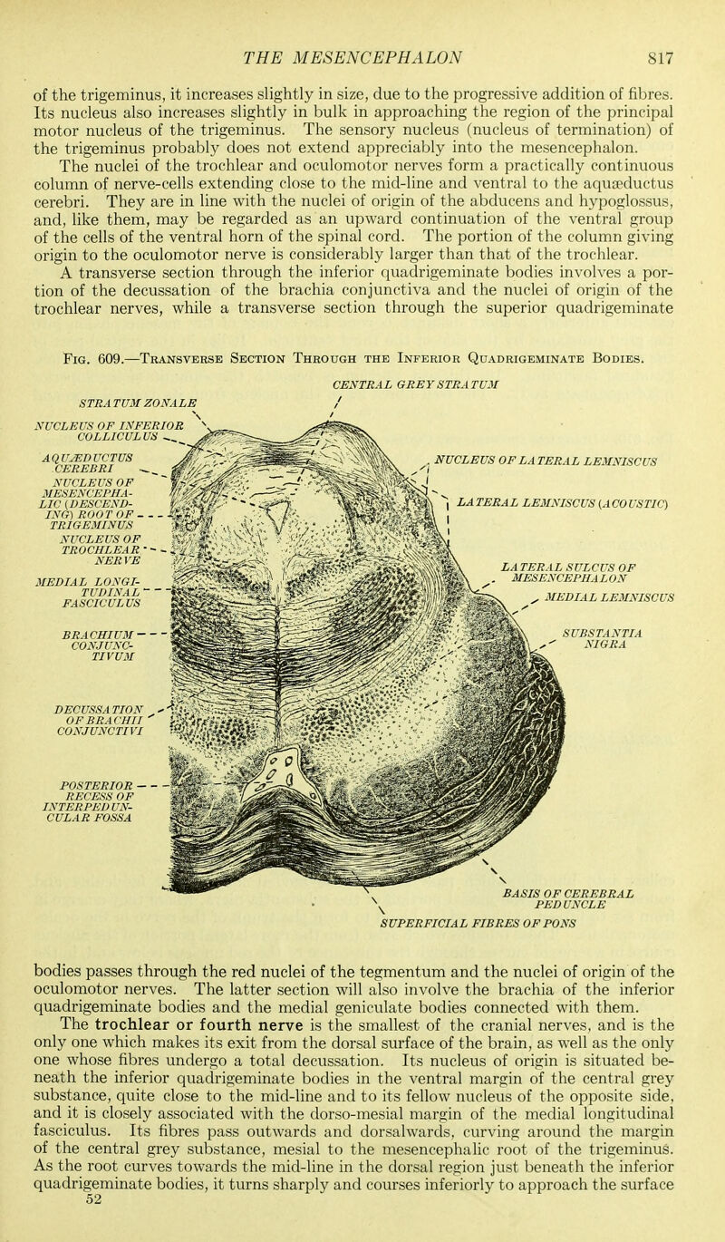 of the trigeminus, it increases slightly in size, due to the progressive addition of fibres. Its nucleus also increases slightly in bulk in approaching the region of the principal motor nucleus of the trigeminus. The sensory nucleus (nucleus of termination) of the trigeminus probably does not extend appreciably into the mesencephalon. The nuclei of the trochlear and oculomotor nerves form a practically continuous column of nerve-cells extending close to the mid-line and ventral to the aquseductus cerebri. They are in line with the nuclei of origin of the abducens and hypoglossus, and, like them, may be regarded as an upward continuation of the ventral group of the cells of the ventral horn of the spinal cord. The portion of the column giving origin to the oculomotor nerve is considerably larger than that of the trochlear. A transverse section through the inferior quadrigeminate bodies involves a por- tion of the decussation of the brachia conjunctiva and the nuclei of origin of the trochlear nerves, while a transverse section through the superior quadrigeminate Fig. 609.—Transverse Section Through the Inferior Quadrigeminate Bodies. STRA TUM ZONALE NUCLEUS OF INFERIOR COLLICULUS AQUJEDUCTUS CEREBRI ~» NUCLEUS OF MESENCEPHA- LIC (DESCEND- ING) ROOT OF - . TRIGEMINUS NUCLEUS OF TROCHLEAR • NER VE MEDIAL LONGI- TUDINAL  FASCICULUS BRA CHIUM - CONJUNC- TIVE! DECUSSA TION CENTRAL GREY STRATUM I NUCLEUS OF LA TERAL LEMNISCUS ^ j LATERAL LEMNISCUS (ACOUSTIC) I LATERAL SULCUS OF MESENCEPHALON MEDIAL LEMNISCUS SUBSTANTIA NIGRA OF BRA CHI I  WAtd^Hh^i: CONJUNCTIVI POSTERIOR RECESS OF INTERPEDUN- CULAR FOSSA BASIS OF CEREBRAL PEDUNCLE SUPERFICIAL FIBRES OF PONS bodies passes through the red nuclei of the tegmentum and the nuclei of origin of the oculomotor nerves. The latter section will also involve the brachia of the inferior quadrigeminate bodies and the medial geniculate bodies connected with them. The trochlear or fourth nerve is the smallest of the cranial nerves, and is the only one which makes its exit from the dorsal surface of the brain, as well as the only one whose fibres undergo a total decussation. Its nucleus of origin is situated be- neath the inferior quadrigeminate bodies in the ventral margin of the central grey substance, quite close to the micl-line and to its fellow nucleus of the opposite side, and it is closely associated with the dorso-mesial margin of the medial longitudinal fasciculus. Its fibres pass outwards and dorsalwards, curving around the margin of the central grey substance, mesial to the mesencephalic root of the trigeminus. As the root curves towards the mid-line in the dorsal region just beneath the inferior quadrigeminate bodies, it turns sharply and courses inferiorly to approach the surface 52