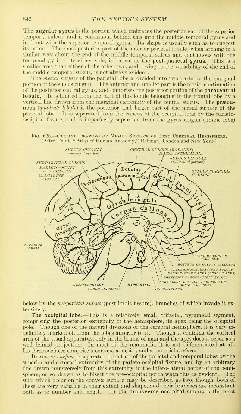 The angular gyrus is the portion which embraces the posterior end of the superior temporal sulcus, and is continuous behind this into the middle temporal gyrus and in front with the superior temporal gyrus. Its shape is usually such as to suggest its name. The most posterior part of the inferior parietal lobule, when arching in a similar way about the end of the middle temporal sulcus and continuous with the temporal gyri on its either side, is known as the post-parietal gyrus. This is a smaller area than either of the other two, and, owing to the variability of the end of the middle temporal sulcus, is not always evident. The mesial surface of the parietal lobe is divided into two parts by the marginal portion of the sulcus cinguli. The anterior and smaller part is the mesial continuation of the posterior central gyrus, and comprises the posterior portion of the paracentral lobule. It is limited from the part of this lobule belonging to the frontal lobe by a vertical line drawn from the marginal extremity of the central sulcus. The praecu- neus (quadrate lobule) is the posterior and larger part of the mesial surface of the parietal lobe. It is separated from the cuneus of the occipital lobe by the parieto- occipital fissure, and is imperfectly separated from the gyrus cinguli (limbic lobe) Fig. 626.—Outline Drawing of Mesial Surface of Left Cerebral Hemisphere. (After Toldt, Atlas of Human Anatomy, Rebman, London and New York-:) SULCUS CINGULI (marginal portion) CEXTRAL SULCUS (ROLANDI) l MASS A INTERMEDIA SUBPA RIETAL SULCUS PARIETO-OCCIPI- \ TAL FISSURE CALCARINE \ FISSURE SULCUS CINGULI (subfrontal portion) / SULCUS CORPORIS CALLOSI SUPERIOR VERMIS s- GENU OF CORPUS CALLOSUM ROSTRUM OF CORPUS CALLOSUM MESENCEPHALON i TUBER CINEREUM HYPOPHYSIS \ \ ANTERIOR PAROLFACTORY SULCUS \ PAROLFACTORY AREA (BROCA'S AREA) > * POSTERIOR PAROLFACTORY SULCUS 'SUB-CALLOSAL GYRUS (PEDUNCLE OF CORPUS CALLOSUM) INFUNDIBULUM below by the subparietal sulcus (postlimbic fissure), branches of which invade it ex- tensively. The occipital lobe.—This is a relatively small, trifacial, pyramidal segment, comprising the posterior extremity of the hemisphere, its apex being the occipital pole. Though one of the natural divisions of the cerebral hemisphere, it is very in- definitely marked off from the lobes anterior to it. Though it contains the cortical area of the visual apparatus, only in the brains of man and the apes does it occur as a well-defined projection. In most of the mammalia it is not differentiated at all. Its three surfaces comprise a convex, a mesial, and a tentorial surface. Its convex surface is separated from that of the parietal and temporal lobes by the superior and external extremity of the parieto-occipital fissure, and by an arbitrary line drawn transversely from this extremity to t he infero-lateral border of the hemi- sphere, or so drawn as to bisect the pre-occipital notch when this is evident. The sulci which occur on the convex surface may be described as two, though both of these are very variable in their extent and shape, and their branches are inconstant both as to number and length. (1) The transverse occipital sulcus is the most