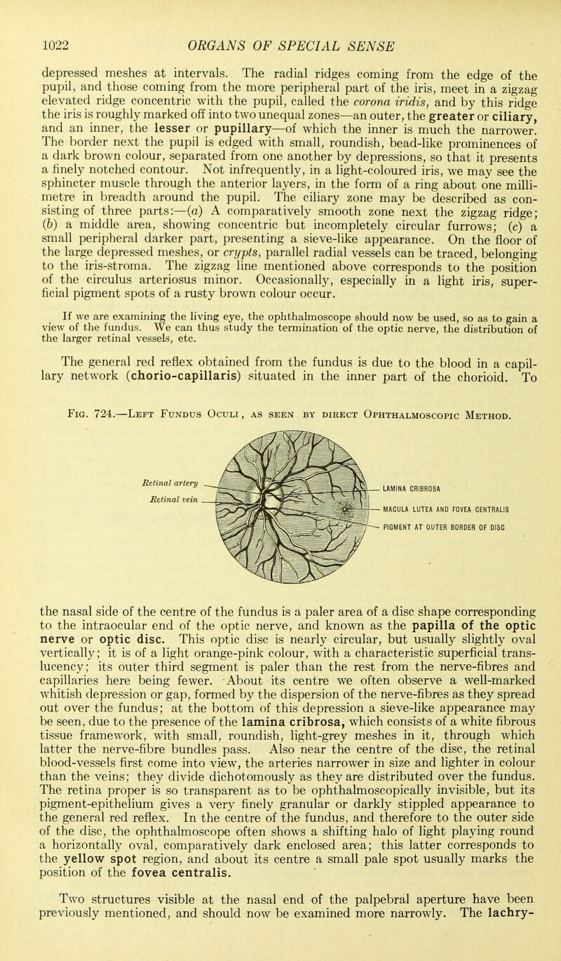 depressed meshes at intervals. The radial ridges coming from the edge of the pupil, and those coming from the more peripheral part of the iris, meet in a zigzag elevated ridge concentric with the pupil, called the corona iridis, and by this ridge the iris is roughly marked off into two unequal zones—an outer, the greater or ciliary, and an inner, the lesser or pupillary—of which the inner is much the narrower. The border next the pupil is edged with small, roundish, bead-like prominences of a dark brown colour, separated from one another by depressions, so that it presents a finely notched contour. Not infrequently, in a light-coloured iris, we may see the sphincter muscle through the anterior layers, in the form of a ring about one milli- metre in breadth around the pupil. The ciliary zone may be described as con- sisting of three parts:—(a) A comparatively smooth zone next the zigzag ridge; (b) a middle area, showing concentric but incompletely circular furrows; (c) a small peripheral darker part, presenting a sieve-like appearance. On the floor of the large depressed meshes, or crypts, parallel radial vessels can be traced, belonging to the iris-stroma. The zigzag line mentioned above corresponds to the position of the circulus arteriosus minor. Occasionally, especially in a light iris, super- ficial pigment spots of a rusty brown colour occur. If we are examining the living eye, the ophthalmoscope should now be used, so as to gain a view of the fundus. We can thus study the termination of the optic nerve, the distribution of the larger retinal vessels, etc. The general red reflex obtained from the fundus is due to the blood in a capil- lary network (chorio-capillaris) situated in the inner part of the chorioid. To Fig. 724.—Left Fundus Oculi , as seen by direct Ophthalmoscopic Method. the nasal side of the centre of the fundus is a paler area of a disc shape corresponding to the intraocular end of the optic nerve, and known as the papilla of the optic nerve or optic disc. This optic disc is nearly circular, but usually slightly oval vertically; it is of a light orange-pink colour, with a characteristic superficial trans- lucency; its outer third segment is paler than the rest from the nerve-fibres and capillaries here being fewer. About its centre we often observe a well-marked whitish depression or gap, formed by the dispersion of the nerve-fibres as they spread out over the fundus; at the bottom of this depression a sieve-like appearance may be seen, due to the presence of the lamina cribrosa, which consists of a white fibrous tissue framework, with small, roundish, light-grey meshes in it, through which latter the nerve-fibre bundles pass. Also near the centre of the disc, the retinal blood-vessels first come into view, the arteries narrower in size and lighter in colour than the veins; they divide dichotomously as they are distributed over the fundus. The retina proper is so transparent as to be ophthalmoscopically invisible, but its pigment-epithelium gives a very finely granular or darkly stippled appearance to the general red reflex. In the centre of the fundus, and therefore to the outer side of the disc, the ophthalmoscope often shows a shifting halo of light playing round a horizontally oval, comparatively dark enclosed area; this latter corresponds to the yellow spot region, and about its centre a small pale spot usually marks the position of the fovea centralis. Retinal artery Retinal vein — LAMINA CRIBROSA MACULA LUTEA AND FOVEA CENTRALIS Two structures visible at the nasal end of the palpebral aperture have been previously mentioned, and should now be examined more narrowly. The lachry-