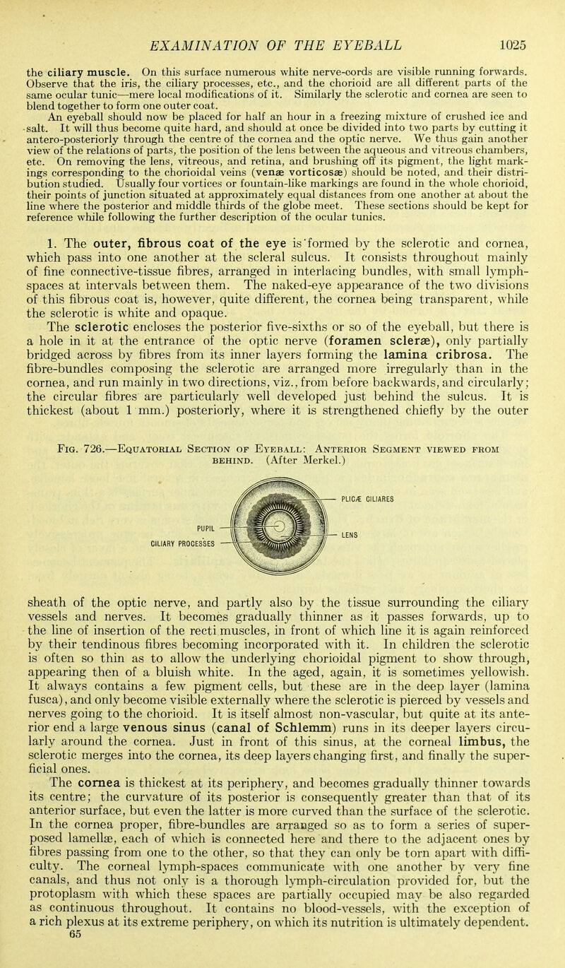the ciliary muscle. On this surface numerous white nerve-oords are visible running forwards. Observe that the iris, the ciliary processes, etc., and the chorioid are all different parts of the same ocular tunic—mere local modifications of it. Similarly the sclerotic and cornea are seen to blend together to form one outer coat. An eyeball should now be placed for half an hour in a freezing mixture of crushed ice and ■salt. It will thus become quite hard, and should at once be divided into two parts by cutting it antero-posteriorly through the centre of the cornea and the optic nerve. We thus gain another view of the relations of parts, the position of the lens between the aqueous and vitreous chambers, etc. On removing the lens, vitreous, and retina, and brushing off its pigment, the light mark- ings corresponding to the chorioidal veins (venae vorticosae) should be noted, and their distri- bution studied. Usually four vortices or fountain-like markings are found in the whole chorioid, their points of junction situated at approximately equal distances from one another at about the line where the posterior and middle thirds of the globe meet. These sections should be kept for reference while following the further description of the ocular tunics. 1. The outer, fibrous coat of the eye is'formed by the sclerotic and cornea, which pass into one another at the scleral sulcus. It consists throughout mainly of fine connective-tissue fibres, arranged in interlacing bundles, with small lymph- spaces at intervals between them. The naked-eye appearance of the two divisions of this fibrous coat is, however, quite different, the cornea being transparent, while the sclerotic is white and opaque. The sclerotic encloses the posterior five-sixths or so of the eyeball, but there is a hole in it at the entrance of the optic nerve (foramen sclerae), only partially bridged across by fibres from its inner layers forming the lamina cribrosa. The fibre-bundles composing the sclerotic are arranged more irregularly than in the cornea, and run mainly in two directions, viz., from before backwards, and circularly; the circular fibres are particularly well developed just behind the sulcus. It is thickest (about 1mm.) posteriorly, where it is strengthened chiefly by the outer Fig. 726.—Equatorial Section of Eyeball: Anterior Segment viewed from behind. (After Merkel.) sheath of the optic nerve, and partly also by the tissue surrounding the ciliary vessels and nerves. It becomes gradually thinner as it passes forwards, up to the line of insertion of the recti muscles, in front of which line it is again reinforced by their tendinous fibres becoming incorporated with it. In children the sclerotic is often so thin as to allow the underlying chorioidal pigment to show through, appearing then of a bluish white. In the aged, again, it is sometimes yellowish. It always contains a few pigment cells, but these are in the deep layer (lamina fusca), and only become visible externally where the sclerotic is pierced by vessels and nerves going to the chorioid. It is itself almost non-vascular, but quite at its ante- rior end a large venous sinus (canal of Schlemm) runs in its deeper layers circu- larly around the cornea. Just in front of this sinus, at the corneal limbus, the sclerotic merges into the cornea, its deep layers changing first, and finally the super- ficial ones. The cornea is thickest at its periphery, and becomes gradually thinner towards its centre; the curvature of its posterior is consequently greater than that of its anterior surface, but even the latter is more curved than the surface of the sclerotic. In the cornea proper, fibre-bundles are arranged so as to form a series of super- posed lamellae, each of which is connected here and there to the adjacent ones by fibres passing from one to the other, so that they can only be torn apart with diffi- culty. The corneal lymph-spaces communicate with one another by very fine canals, and thus not only is a thorough lymph-circulation provided for, but the protoplasm with which these spaces are partially occupied may be also regarded as continuous throughout. It contains no blood-vessels, with the exception of a rich plexus at its extreme periphery, on which its nutrition is ultimately dependent. PLIC/E CILIARES 65