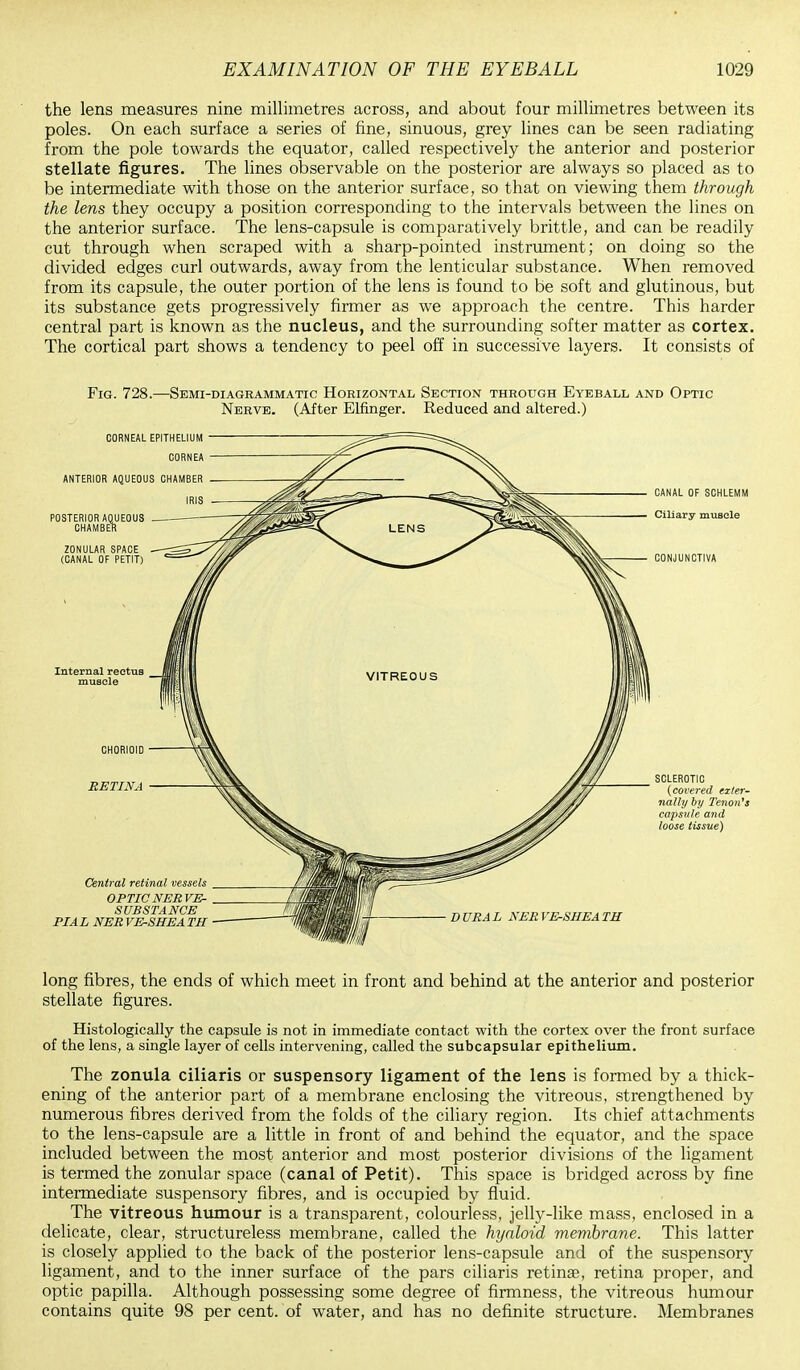 the lens measures nine millimetres across, and about four millimetres between its poles. On each surface a series of fine, sinuous, grey lines can be seen radiating from the pole towards the equator, called respectively the anterior and posterior stellate figures. The lines observable on the posterior are always so placed as to be intermediate with those on the anterior surface, so that on viewing them through the lens they occupy a position corresponding to the intervals between the lines on the anterior surface. The lens-capsule is comparatively brittle, and can be readily cut through when scraped with a sharp-pointed instrument; on doing so the divided edges curl outwards, away from the lenticular substance. When removed from its capsule, the outer portion of the lens is found to be soft and glutinous, but its substance gets progressively firmer as we approach the centre. This harder central part is known as the nucleus, and the surrounding softer matter as cortex. The cortical part shows a tendency to peel off in successive layers. It consists of Fig. 728.—Semi-diagrammatic Horizontal Section through Eyeball and Optic Nerve. (After Elfinger. Reduced and altered.) long fibres, the ends of which meet in front and behind at the anterior and posterior stellate figures. Histologically the capsule is not in immediate contact with the cortex over the front surface of the lens, a single layer of cells intervening, called the subcapsular epithelium. The zonula ciliaris or suspensory ligament of the lens is formed by a thick- ening of the anterior part of a membrane enclosing the vitreous, strengthened by numerous fibres derived from the folds of the ciliary region. Its chief attachments to the lens-capsule are a little in front of and behind the equator, and the space included between the most anterior and most posterior divisions of the ligament is termed the zonular space (canal of Petit). This space is bridged across by fine intermediate suspensory fibres, and is occupied by fluid. The vitreous humour is a transparent, colourless, jelly-like mass, enclosed in a delicate, clear, structureless membrane, called the hyaloid membrane. This latter is closely applied to the back of the posterior lens-capsule and of the suspensory ligament, and to the inner surface of the pars ciliaris retinae, retina proper, and optic papilla. Although possessing some degree of firmness, the vitreous humour contains quite 98 per cent, of water, and has no definite structure. Membranes