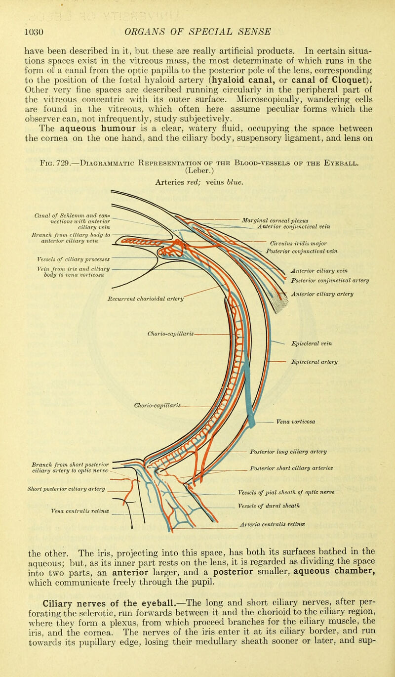 have been described in it, but these are really artificial products. In certain situa- tions spaces exist in the vitreous mass, the most determinate of which runs in the form of a canal from the optic papilla to the posterior pole of the lens, corresponding to the position of the fcetal hyaloid artery (hyaloid canal, or canal of Cloquet). Other very fine spaces are described running circularly in the peripheral part of the vitreous concentric with its outer surface. Microscopically, wandering cells are found in the vitreous, which often here assume peculiar forms which the observer can, not infrequently, study subjectively. The aqueous humour is a clear, watery fluid, occupying the space between the cornea on the one hand, and the ciliary body, suspensory ligament, and lens on Fig. 729.—Diagrammatic Representation of the Blood-vessels of the Eyeball. (Leber.) Arteries red; veins blue. Canal of Schlemm and con- nections with anterior ciliary vein Branch from cilian/ body to anterior ciliary vein Vessels o f ciliary processes Vein from iris and ciliary body to vena vorticosa Branch from short posterior ciliary artery to optic nerve Short posterior ciliiry artery Vena centralis retinal Marginal corneal plexus Anterior conjunctival vein Circulus iridis major Posterior conjunctival vein Anterior ciliary vein Posterior conjunctival artery Anterior ciliary artery Episcleral vein Episcleral artery Vena vorticosa Posterior long ciliary artery Posterior short ciliary arteries Vessels of pial sheath of optic nerve Vessels of dural sheath Arteria centralis retinal the other. The iris, projecting into this space, has both its surfaces bathed in the aqueous; but, as its inner part rests on the lens, it is regarded as dividing the space into two parts, an anterior larger, and a posterior smaller, aqueous chamber, which communicate freely through the pupil. Ciliary nerves of the eyeball.—The long and short ciliary nerves, after per- forating the sclerotic, run forwards between it and the chorioid to the ciliary region, where they form a plexus, from which proceed branches for the ciliary muscle, the iris, and the cornea. The nerves of the iris enter it at its ciliary border, and run towards its pupillary edge, losing their medullary sheath sooner or later, and sup-