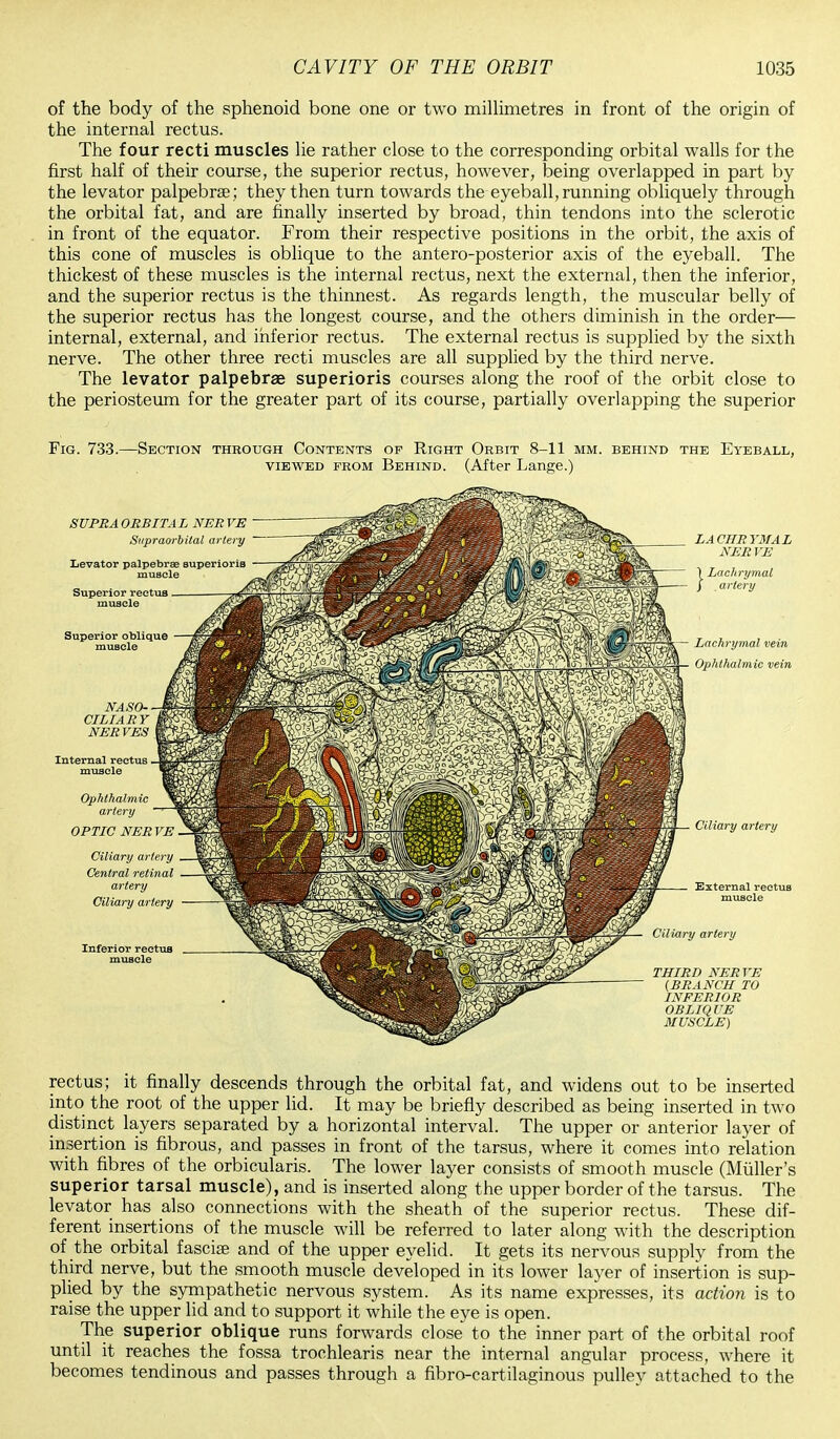 of the body of the sphenoid bone one or two millimetres in front of the origin of the internal rectus. The four recti muscles lie rather close to the corresponding orbital walls for the first half of their course, the superior rectus, however, being overlapped in part by the levator palpebral; they then turn towards the eyeball, running obliquely through the orbital fat, and are finally inserted by broad, thin tendons into the sclerotic in front of the equator. From their respective positions in the orbit, the axis of this cone of muscles is oblique to the antero-posterior axis of the eyeball. The thickest of these muscles is the internal rectus, next the external, then the inferior, and the superior rectus is the thinnest. As regards length, the muscular belly of the superior rectus has the longest course, and the others diminish in the order— internal, external, and inferior rectus. The external rectus is supplied by the sixth nerve. The other three recti muscles are all supplied by the third nerve. The levator palpebrae superioris courses along the roof of the orbit close to the periosteum for the greater part of its course, partially overlapping the superior Fig. 733.—Section through Contents of Right Orbit 8-11 mm. behind the Eyeball, viewed from Behind. (After Lange.) SUPRA ORBITAL NER VE Supraorbital artery Levator palpebras superioris muBcle Superior rectus muscle Superior oblique muscle NASO- CILIARY NERVES Internal rectus muscle Ophthalmic artery OPTIC NERVE Ciliary artery Central retinal artery Ciliary artery Inferior rectus muscle LACHRYMAL NER VE 1 Lachrymal / . artery Lachrymal vein Ophthalmic vein Ciliary artery External rectus muscle Ciliary artery THIRD NERVE (BRANCH TO INFERIOR OBLIQUE MUSCLE) rectus; it finally descends through the orbital fat, and widens out to be inserted into the root of the upper lid. It may be briefly described as being inserted in two distinct layers separated by a horizontal interval. The upper or anterior layer of insertion is fibrous, and passes in front of the tarsus, where it comes into relation with fibres of the orbicularis. The lower layer consists of smooth muscle (Miiller's superior tarsal muscle), and is inserted along the upper border of the tarsus. The levator has also connections with the sheath of the superior rectus. These dif- ferent insertions of the muscle will be referred to later along with the description of the orbital fasciae and of the upper eyelid. It gets its nervous supply from the third nerve, but the smooth muscle developed in its lower layer of insertion is sup- plied by the sympathetic nervous system. As its name expresses, its action is to raise the upper lid and to support it while the eye is open. The superior oblique runs forwards close to the inner part of the orbital roof until it reaches the fossa trochlearis near the internal angular process, where it becomes tendinous and passes through a fibro-cartilaginous pulley attached to the