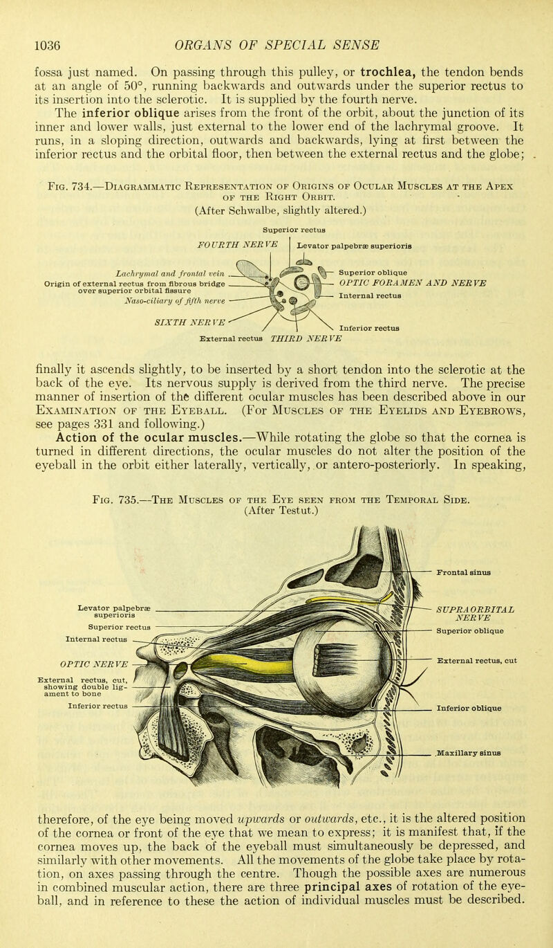 fossa just named. On passing through this pulley, or trochlea, the tendon bends at an angle of 50°, running backwards and outwards under the superior rectus to its insertion into the sclerotic. It is supplied by the fourth nerve. The inferior oblique arises from the front of the orbit, about the junction of its inner and lower walls, just external to the lower end of the lachrymal groove. It runs, in a sloping direction, outwards and backwards, lying at first between the inferior rectus and the orbital floor, then between the external rectus and the globe; Fig. 734.—Diagrammatic Representation of Origins of Ocular Muscles at the Apex of the Right Orbit. (After Schwalbe, slightly altered.) Superior rectus FO URTH NER VE Levator palpebrae superioris Lachrymal and frontal vein Origin of external rectus from fibrous bridge over superior orbital fissure Naso-ciliary of fifth nerve SIXTH NER \'E ^|— Superior oblique OPTIC FORAMEN AND NERVE \§- Internal rectus Inferior rectus External rectus THIRD NER VE finally it ascends slightly, to be inserted by a short tendon into the sclerotic at the back of the eye. Its nervous supply is derived from the third nerve. The precise manner of insertion of the different ocular muscles has been described above in our Examination of the Eyeball. (For Muscles of the Eyelids and Eyebrows, see pages 331 and following.) Action of the ocular muscles.—While rotating the globe so that the cornea is turned in different directions, the ocular muscles do not alter the position of the eyeball in the orbit either laterally, vertically, or antero-posteriorly. In speaking, therefore, of the eye being moved upwards or outwards, etc., it is the altered position of the cornea or front of the eye that we mean to express; it is manifest that, if the cornea moves up, the back of the eyeball must simultaneously be depressed, and similarly with other movements. All the movements of the globe take place by rota- tion, on axes passing through the centre. Though the possible axes are numerous in combined muscular action, there are three principal axes of rotation of the eye- ball, and in reference to these the action of individual muscles must be described.