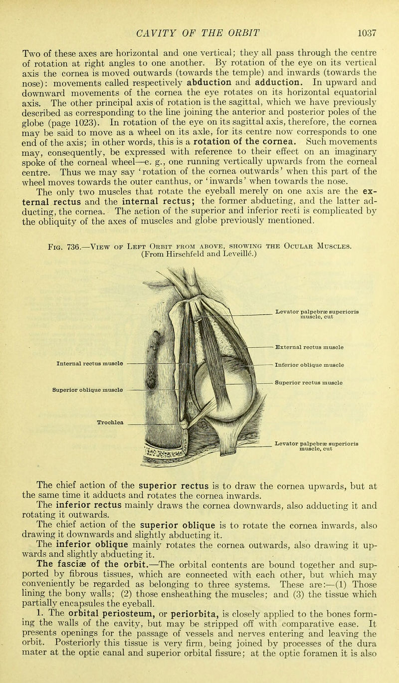 Two of these axes are horizontal and one vertical; they all pass through the centre of rotation at right angles to one another. By rotation of the eye on its vertical axis the cornea is moved outwards (towards the temple) and inwards (towards the nose): movements called respectively abduction and adduction. In upward and downward movements of the cornea the eye rotates on its horizontal equatorial axis. The other principal axis of rotation is the sagittal, which we have previously described as corresponding to the line joining the anterior and posterior poles of the globe (page 1023). In rotation of the eye on its sagittal axis, therefore, the cornea may be said to move as a wheel on its axle, for its centre now corresponds to one end of the axis; in other words, this is a rotation of the cornea. Such movements may, consequently, be expressed with reference to their effect on an imaginary spoke of the corneal wheel—e. g., one running vertically upwards from the corneal centre. Thus we may say ' rotation of the cornea outwards' when this part of the wheel moves towards the outer canthus, or ' inwards' when towards the nose. The only two muscles that rotate the eyeball merely on one axis are the ex- ternal rectus and the internal rectus; the former abducting, and the latter ad- ducting, the cornea. The action of the superior and inferior recti is complicated by the obliquity of the axes of muscles and globe previously mentioned. Fig. 736.—View of Left Orbit from above, showing the Ocular Muscles. (From Hirschfeld and Leveille.) Internal rectus muscle Superior oblique muscle Trochlea The chief action of the superior rectus is to draw the cornea upwards, but at the same time it adducts and rotates the cornea inwards. The inferior rectus mainly draws the cornea downwards, also adducting it and rotating it outwards. The chief action of the superior oblique is to rotate the cornea inwards, also drawing it downwards and slightly abducting it. The inferior oblique mainly rotates the cornea outwards, also drawing it up- wards and slightly abducting it. The fasciae of the orbit.—The orbital contents are bound together and sup- ported by fibrous tissues, which are connected with each other, but which may conveniently be regarded as belonging to three systems. These are:—(1) Those lining the bony walls; (2) those ensheathing the muscles; and (3) the tissue which partially encapsules the eyeball. 1. The orbital periosteum, or periorbita, is closely applied to the bones form- ing the walls of the cavity, but may be stripped off with comparative ease. It presents openings for the passage of vessels and nerves entering and leaving the orbit. Posteriorly this tissue is very firm, being joined by processes of the dura mater at the optic canal and superior orbital fissure; at the optic foramen it is also