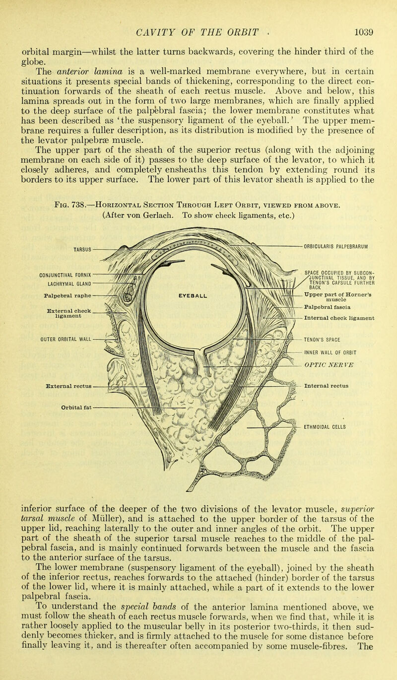 orbital margin—whilst the latter turns backwards, covering the hinder third of the globe. The anterior lamina is a well-marked membrane everywhere, but in certain situations it presents special bands of thickening, corresponding to the direct con- tinuation forwards of the sheath of each rectus muscle. Above and below, this lamina spreads out in the form of two large membranes, which are finally applied to the deep surface of the palpebral fascia; the lower membrane constitutes what has been described as 'the suspensory ligament of the eyeball.' The upper mem- brane requires a fuller description, as its distribution is modified by the presence of the levator palpebrae muscle. The upper part of the sheath of the superior rectus (along with the adjoining membrane on each side of it) passes to the deep surface of the levator, to which it closely adheres, and completely ensheaths this tendon by extending round its borders to its upper surface. The lower part of this levator sheath is applied to the Fig. 738.—Horizontal Section Through Left Orbit, viewed from above. (After von Gerlach. To show check ligaments, etc.) inferior surface of the deeper of the two divisions of the levator muscle, superior tarsal muscle of Midler), and is attached to the upper border of the tarsus of the upper lid, reaching laterally to the outer and inner angles of the orbit. The upper part of the sheath of the superior tarsal muscle reaches to the middle of the pal- pebral fascia, and is mainly continued forwards between the muscle and the fascia to the anterior surface of the tarsus. The lower membrane (suspensory ligament of the eyeball), joined by the sheath of the inferior rectus, reaches forwards to the attached (hinder) border of the tarsus of the lower lid, where it is mainly attached, while a part of it extends to the lower palpebral fascia. To understand the special bands of the anterior lamina mentioned above, we must follow the sheath of each rectus muscle forwards, when we find that, while it is rather loosely applied to the muscular belly in its posterior two-thirds, it then sud- denly becomes thicker, and is firmly attached to the muscle for some distance before finally leaving it, and is thereafter often accompanied by some muscle-fibres. The
