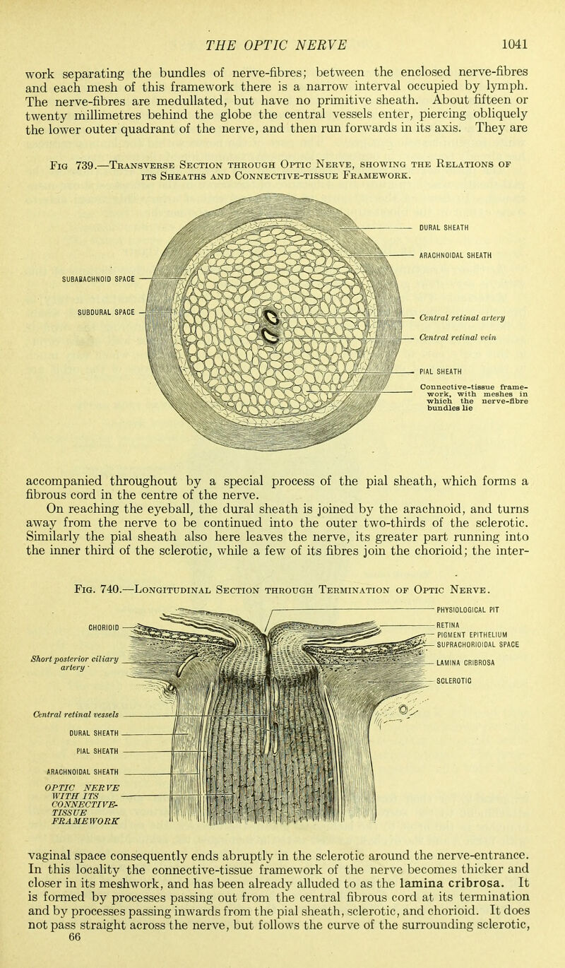 work separating the bundles of nerve-fibres; between the enclosed nerve-fibres and each mesh of this framework there is a narrow interval occupied by lymph. The nerve-fibres are medullated, but have no primitive sheath. About fifteen or twenty millimetres behind the globe the central vessels enter, piercing obliquely the lower outer quadrant of the nerve, and then run forwards in its axis. They are accompanied throughout by a special process of the pial sheath, which forms a fibrous cord in the centre of the nerve. On reaching the eyeball, the dural sheath is joined by the arachnoid, and turns away from the nerve to be continued into the outer two-thirds of the sclerotic. Similarly the pial sheath also here leaves the nerve, its greater part running into the inner third of the sclerotic, while a few of its fibres join the chorioid; the inter- Fig. 740.—Longitudinal Section through Termination of Optic Nerve. CHORIOID Short posterior ciliary artery • Central retinal vessels DURAL SHEATH PIAL SHEATH ARACHNOIDAL SHEATH OPTIC NERVE WITH ITS CONNECTIVE- TISSUE FRAMEWORK vaginal space consequently ends abruptly in the sclerotic around the nerve-entrance. In this locality the connective-tissue framework of the nerve becomes thicker and closer in its meshwork, and has been already alluded to as the lamina cribrosa. It is formed by processes passing out from the central fibrous cord at its termination and by processes passing inwards from the pial sheath, sclerotic, and chorioid. It does not pass straight across the nerve, but follows the curve of the surrounding sclerotic, 66