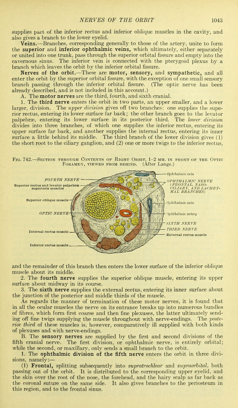 supplies part of the inferior rectus and inferior oblique muscles in the cavity, and also gives a branch to the lower eyelid. Veins.:—Branches, corresponding generally to those of the artery, unite to form the superior and inferior ophthalmic veins, which ultimately, either separately or united into one trunk, pass through the superior orbital fissure and empty into the cavernous sinus. The inferior vein is connected with the pterygoid plexus by a branch which leaves the orbit by the inferior orbital fissure. Nerves of the orbit.—These are motor, sensory, and sympathetic, and all enter the orbit by the superior orbital fissure, with the exception of one small sensory branch passing through the inferior orbital fissure. (The optic nerve has been already described, and is not included in this account.) A. The motor nerves are the third, fourth, and sixth cranial. 1. The third nerve enters the orbit in two parts, an upper smaller, and a lower larger, division. The upper division gives off two branches: one supplies the supe- rior rectus, entering its lower surface far back; the other branch goes to the levator palpebrae, entering its lower surface in its posterior third. The lower division divides into three branches, of which one supplies the inferior rectus, entering its upper surface far back, and another supplies the internal rectus, entering its inner surface a little behind its middle. The third branch of the lower division gives (1) the short root to the ciliary ganglion, and (2) one or more twigs to the inferior rectus, Fig. 742.—Section through Contents of Right Orbit, 1-2 mm. in front of the Optic Foramen, viewed from behind. (After Lange.) and the remainder of this branch then enters the lower surface of the inferior oblique muscle about its middle. 2. The fourth nerve supplies the superior oblique muscle, entering its upper surface about midway in its course. 3. The sixth nerve supplies the external rectus, entering its inner surface about the junction of the posterior and middle thirds of the muscle. As regards the manner of termination of these motor nerves, it is found that in all the ocular muscles the nerve on its entrance breaks up into numerous bundles of fibres, which form first coarse and then fine plexuses, the latter ultimately send- ing off fine twigs supplying the muscle throughout with nerve-endings. The poste- rior third of these muscles is, however, comparatively ill supplied with both kinds of plexuses and with nerve-endings. B. The sensory nerves are supplied by the first and second divisions of the fifth cranial nerve. The first division, or ophthalmic nerve, is entirely orbital; while the second, or maxillary, only sends a small branch to the orbit. 1. The ophthalmic division of the fifth nerve enters the orbit in three divi- sions, namely:— (1) Frontal, splitting subsequently into supratrochlear and supraorbital, both passing out of the orbit. It is distributed to the corresponding upper eyelid, and the skin over the root of the nose, the forehead, and the hairy scalp as far back as the coronal suture on the same side. It also gives branches to the periosteum in this region, and to the frontal sinus.