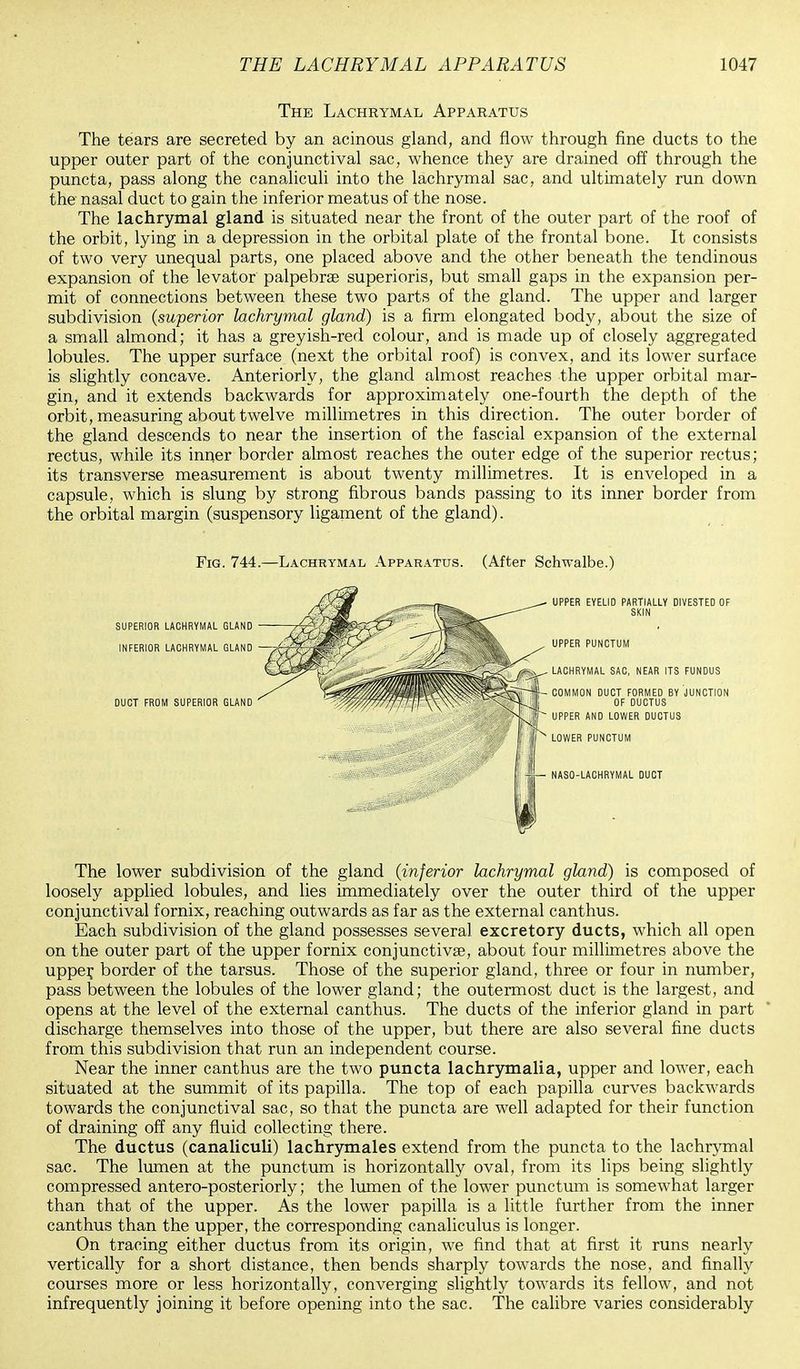 The Lachrymal Apparatus The tears are secreted by an acinous gland, and flow through fine ducts to the upper outer part of the conjunctival sac, whence they are drained off through the puncta, pass along the canaliculi into the lachrymal sac, and ultimately run down the nasal duct to gain the inferior meatus of the nose. The lachrymal gland is situated near the front of the outer part of the roof of the orbit, lying in a depression in the orbital plate of the frontal bone. It consists of two very unequal parts, one placed above and the other beneath the tendinous expansion of the levator palpebral superioris, but small gaps in the expansion per- mit of connections between these two parts of the gland. The upper and larger subdivision (superior lachrymal gland) is a firm elongated body, about the size of a small almond; it has a greyish-red colour, and is made up of closely aggregated lobules. The upper surface (next the orbital roof) is convex, and its lower surface is slightly concave. Anteriorly, the gland almost reaches the upper orbital mar- gin, and it extends backwards for approximately one-fourth the depth of the orbit, measuring about twelve millimetres in this direction. The outer border of the gland descends to near the insertion of the fascial expansion of the external rectus, while its inner border almost reaches the outer edge of the superior rectus; its transverse measurement is about twenty millimetres. It is enveloped in a capsule, which is slung by strong fibrous bands passing to its inner border from the orbital margin (suspensory ligament of the gland). Fig. 744.—Lachrymal Apparatus. (After Schwalbe.) FUNDUS JUNCTION LOWER PUNCTUM NASO-LACHRYMAL DUCT The lower subdivision of the gland (inferior lachrymal gland) is composed of loosely applied lobules, and lies immediately over the outer third of the upper conjunctival fornix, reaching outwards as far as the external canthus. Each subdivision of the gland possesses several excretory ducts, which all open on the outer part of the upper fornix conjunctivae, about four millimetres above the upper, border of the tarsus. Those of the superior gland, three or four in number, pass between the lobules of the lower gland; the outermost duct is the largest, and opens at the level of the external canthus. The ducts of the inferior gland in part discharge themselves into those of the upper, but there are also several fine ducts from this subdivision that run an independent course. Near the inner canthus are the two puncta lachrymalia, upper and lower, each situated at the summit of its papilla. The top of each papilla curves backwards towards the conjunctival sac, so that the puncta are well adapted for their function of draining off any fluid collecting there. The ductus (canaliculi) lachrymales extend from the puncta to the lachrymal sac. The lumen at the punctum is horizontally oval, from its lips being slightly compressed antero-posteriorly; the lumen of the lower punctum is somewhat larger than that of the upper. As the lower papilla is a little further from the inner canthus than the upper, the corresponding canaliculus is longer. On tracing either ductus from its origin, we find that at first it runs nearly vertically for a short distance, then bends sharply towards the nose, and finally courses more or less horizontally, converging slightly towards its fellow, and not infrequently joining it before opening into the sac. The calibre varies considerably
