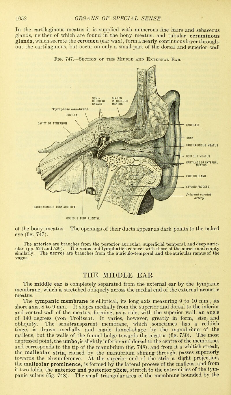 In the cartilaginous meatus it is supplied with numerous fine hairs and sebaceous glands, neither of which are found in the bony meatus, and tubular ceruminous glands, which secrete the cerumen (ear wax), form a nearly continuous layer through- out the cartilaginous, but occur on only a small part of the dorsal and superior wall ot the bony, meatus. The openings of their ducts appear as dark points to the naked eye (fig. 747). The arteries are branches from the posterior auricular, superficial temporal, and deep auric- ular (pp. 526 and 529). The veins and lymphatics connect with those of the auricle and empty- similarly. The nerves are branches from the auriculotemporal and the auricular ramus of the vagus. THE MIDDLE EAR The middle ear is completely separated from the external ear by the tympanic membrane, which is stretched obliquely across the medial end of the external acoustic meatus. The tympanic membrane is elliptical, its long axis measuring 9 to 10 mm., its short axis, 8 to 9 mm. It slopes medially from the superior and dorsal to the inferior and ventral wall of the meatus, forming, as a rule, with the superior wall, an angle of 140 degrees (von Troltsch). It varies, however, greatly in form, size, and obliquity. The semitransparent membrane, which sometimes has a reddish tinge, is drawn medially and made funnel-shape by the manubrium of the malleus, but the walls of the funnel bulge towards the meatus (fig. 750). The most depressed point, the umbo, is slightly inferior and dorsal to the centre of the membrane, and corresponds to the tip of the manubrium (fig. 748), and from it a whitish streak, the malleolar stria, caused by the manubrium shining through, passes superiorly towards the circumference. At the superior end of the stria a slight projection, the malleolar prominence, is formed by the lateral process of the malleus, and from it two folds, the anterior and posterior plicae, stretch to the extremities of the tym- panic sulcus (fig. 748). The small triangular area of the membrane bounded by the