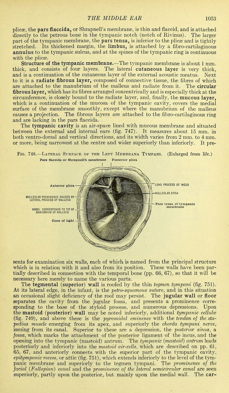 plicae, the pars flaccida, or Shrapnell's membrane, is thin and flaccid, and is attached directly to the petrous bone in the tympanic notch (notch of Rivinus). The larger part of the tympanic membrane, the pars tensa, is inferior to the plicae and is tightly stretched. Its thickened margin, the limbus, is attached by a fibro-cartilaginous annulus to the tympanic sulcus, and at the spines of the tympanic ring is continuous with the plicae. Structure of the tympanic membrane.—The tympanic membrane is about 1 mm. thick, and consists of four layers. The lateral cutaneous layer is very thick, and is a continuation of the cutaneous layer of the external acoustic meatus. Next to it is a radiate fibrous layer, composed of connective tissue, the fibres of which are attached to the manubrium of the malleus and radiate from it. The circular fibrous layer, which has its fibres arranged concentrically and is especially thick at the circumference, is closely bound to the radiate layer, and, finally, the mucous layer, which is a continuation of the mucosa of the tympanic cavity, covers the medial surface of the membrane smoothly, except where the manubrium of the malleus causes a projection. The fibrous layers are attached to the fibro-cartilaginous ring and are lacking in the pars flaccida. The tympanic cavity is an air-space lined with mucous membrane and situated between the external and internal ears (fig. 747). It measures about 15 mm. in both ventro-dorsal and vertical directions, and its width varies from 2 mm. to 4 mm. or more, being narrowest at the centre and wider superiorly than inferiorly. It pre- Fig. 748.—Lateral Surface of the Left Membrana Tympani. (Enlarged from life.) Para flaccida or Shrapnell's membrane Posterior plica MALLEOLAR PROMIi LATERAL PROCE UMBO, CORRE MANUBRIU LONG PROCESS OF INCUS ■MALLEOLAR STRIA Para tensa of tympanic membrane sents for examination six walls, each of which is named from the principal structure which is in relation with it and also from its position. These walls have been par- tially described in connection with the temporal bone (pp. 66, 67), so that it will be necessary here merely to name the various parts. The tegmental (superior) wall is roofed by the thin tegmen tympani (fig. 751). At its lateral edge, in the infant, is the petrosquamous suture, and in this situation an occasional slight deficiency of the roof may persist. The jugular wall or floor separates the cavity from the jugular fossa, and presents a prominence corre- sponding to the base of. the styloid process, and numerous depressions. Upon the mastoid (posterior) wall may be noted inferiorly, additional tympanic cellulce (fig. 749), and above these is the pyramidal eminence with the tendon of the sta- pedius muscle emerging from its apex, and superiorly the chorda tympani nerve, issuing from its canal. Superior to these are a depression, the posterior sinus, a fossa, which marks the attachment of the posterior ligament of the incus, and the opening into the tympanic (mastoid) antrum. The tympanic (mastoid) antrum leads posteriorly and inferiorly into the mastoid air-cells, which are described on pp. 61, 65, 67, and anteriorly connects with the superior part of the tympanic cavity, epitympanic recess, or attic (fig. 751), which extends inferiorly to the level of the tym- panic membrane and superiorly to the tegmen tympani. The prominence of the facial (Fallopian) canal and the prominence of the lateral semicircidar canal are seen superiorly, partly upon the posterior, but mainly upon the medial wall. The car-