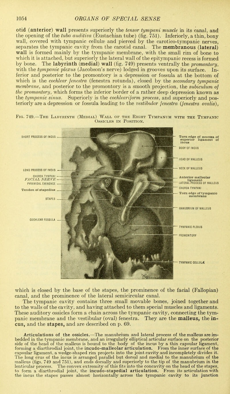 otid (anterior) wall presents superiorly the tensor tympani muscle in its canal, and the opening of the tuba auditiva (Eustachian tube) (fig. 751). Inferiorly, a thin, bony wall, covered with tympanic cellulse and pierced by the carotico-tympanic nerves, separates the tympanic cavity from the carotid canal. The membranous (lateral) wall is formed mainly by the tympanic membrane, with the small rim of bone to which it is attached, but superiorly the lateral wall of the epitympanic recess is formed by bone. The labyrinth (medial) wall (fig. 749) presents ventrally the promontory, with the tympanic plexus (Jacobson's nerve) lodged in grooves upon its surface. In- ferior and posterior to the promontory is a depression or fossula at the bottom of which is the cochlear fenestra (fenestra rotunda), closed by the secondary tympanic membrane, and posterior to the promontory is a smooth projection, the subiculum of the promontory, which forms the inferior border of a rather deep depression known as the tympanic sinus. Superiorly is the cochleariform process, and superiorly and pos- teriorly are a depression or fossula leading to the vestibular fenestra (fenestra ovalis), Fig. 749.—The Labyrinth (Medial) Wall of the Right Tympanum with the Tympanic Ossicles in Position. SHORT PROCESS OF INCUS LONG PROCESS OF INCUS CHORDA TVMPANI FACIAL NERVE PYRAMIDAL EMINENCE Tendon of stapedius STAPES COCHLEAR FOSSULA which is closed by the base of the stapes, the prominence of the facial (Fallopian) canal, and the prominence of the lateral semicircular canal. The tympanic cavity contains three small movable bones, joined together and to the walls of the cavity, and having attached to them special muscles and ligaments. These auditory ossicles form a chain across the tympanic cavity, connecting the tym- panic membrane and the vestibular (oval) fenestra. They are the malleus, the in- cus, and the stapes, and are described on p. 69. Articulations of the ossicles.—The manubrium and lateral process of the malleus are im- bedded in the tympanic membrane, and an irregularly elliptical articular surface on the posterior side of the head of the malleus is bound to the body of the incus by a thin capsular ligament, forming a diarthrodial joint, the incudo-malleolar articulation. From the inner surface of the capsular ligament, a wedge-shaped rim projects into the joint cavity and incompletely divides it. The long crus of the incus is arranged parallel but dorsal and medial to the manubrium of the malleus (figs. 749 and 751), and ends dorsally and superiorly to the tip of the manubrium in the lenticular process. The convex extremity of this fits into the concavity on the head of the stapes, to form a diarthrodial joint, the incudo-stapedial articulation. From its articulation with the incus the stapes passes almost horizontally across the tympanic cavity to its junction