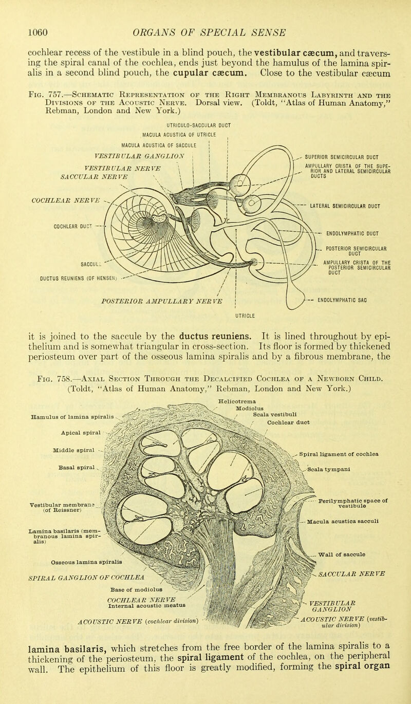 cochlear recess of the vestibule in a blind pouch, the vestibular caecum, and travers- ing the spiral canal of the cochlea, ends just beyond the hamulus of the lamina spir- alis in a second blind pouch, the cupular caecum. Close to the vestibular caecum Fig. 757.—Schematic Representation of the Right Membranous Labyrinth and the Divisions of the Acoustic Nerve. Dorsal view. (Toldt, Atlas of Human Anatomy, Rebman, London and New York.) UTRICULO-SACCULAR DUCT MACULA ACUSTICA OF UTRICLE UTRICLE it is joined to the saccule by the ductus reuniens. It is lined throughout by epi- thelium and is somewhat triangular in cross-section. Its floor is formed by thickened periosteum over part of the osseous lamina spiralis and by a fibrous membrane, the Fig. 758.—Axial Section Through the Decalcified Cochlea of a Newborn Child. (Toldt, Atlas of Human Anatomy, Rebman, London and New York.) Hamulus of lamina spiralis Apical spiral Middle spiral - Basal spiral „ Vestibular membrane (of Reissner) Lamina basilaris (mem- branous lamina spir- alis) Helicotrema Modiolus / Scala vestibuli Jix ,' Cochlear duct Osseous lamina spiralis SPIRAL GANGLION OF COCHLEA Base of modiolus COCHLEAR NERVE Internal acoustic meatus Spiral ligament of cochlea :V-'Seala tympani Perilymphatic space of vestibule Macula acustica sacculi Wall of saccule SACCULAR NERVE VESTIBULAR GANGLION ACOUSTIC NERVE (cochlear division) -WRV /> „ JW'XSf lamina basilaris, which stretches from the free border of the lamina spiralis to a thickening of the periosteum, the spiral ligament of the cochlea, on the peripheral wall. The epithelium of this floor is greatly modified, forming the spiral organ