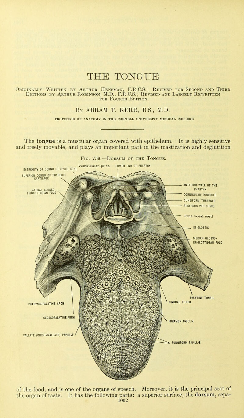 THE TONGUE Originally Written by Arthur Hensman, F.R.C.S.; Revised for Second and Third Editions by Arthur Robinson, M.D., F.R.C.S.; Revised and Largely Rewritten for Fourth Edition By ABRAM T. KERR, B.S., M.D. PROFESSOR OF ANATOMY IN THE CORNELL UNIVERSITY MEDICAL COLLEGE The tongue is a muscular organ covered with epithelium. It is highly sensitive and freely movable, and plays an important part in the mastication and deglutition Fig. 759.—Dorsum of the Tongue. Ventricular plica LOWER END OF PHARYNX of the food, and is one of the organs of speech. Moreover, it is the principal seat of the organ of taste. It has the following parts: a superior surface, the dorsum, sepa-