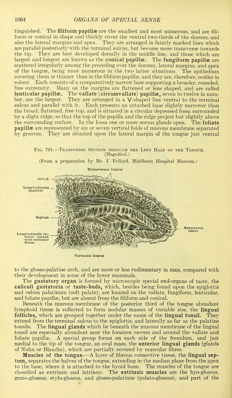tinguished.' The filiform papillae are the smallest and most numerous, and are fili- form or conical in shape and thickly cover the ventral two-thirds of the dorsum and also the lateral margins and apex. They are arranged in faintly marked lines which are parallel posteriorly with the terminal sulcus, but become more transverse towards the tip. They are best developed dorsally in the middle line, and those which are largest and longest are known as the conical papillae. The fungiform papillae are scattered irregularly among the preceding over the dorsum, lateral margins, and apex of the tongue, being most numerous in the two latter situations. The epithelium covering them is thinner than in the filiform papilla?, and they are, therefore, redder in colour. Each consists of a comparatively narrow base supporting a broader, rounded, free extremity. Many on the margins are flattened or lens shaped, and are called lenticular papillae. The vallate (circumvallate) papillae, seven to twelve in num- ber, are the largest. They are arranged in a V-shaped line ventral to the terminal sulcus and parallel with it. Each presents an attached base slightly narrower than the broad, flattened, free top, and is situated in a circular depressed fossa surrounded by a slight ridge, so that the top of the papilla and the ridge project but slightly above the surrounding surface. In the fossa one or more serous glands open. The foliate papillae are represented by six or seven vertical folds of mucous membrane separated by grooves. They are situated upon the lateral margin of the tongue just ventral to the glosso-palatine arch, and are more or less rudimentary in man, compared with their development in some of the lower mammals. The gustatory organ is formed by microscopic special end-organs of taste, the caliculi gustatoria or taste-buds, which, besides being found upon the epiglottis and velum palatinum (soft palate), are located on the vallate, fungiform, lenticular, and foliate papillae, but are absent from the filiform and conical. Beneath the mucous membrane of the posterior third of the tongue abundant lymphoid tissue is collected to form nodular masses of variable size, the lingual follicles, which are grouped together under the name of the lingual tonsil. They extend from the terminal sulcus to the epiglottis, and laterally as far as the palatine tonsils. The lingual glands which lie beneath the mucous membrane of the lingual tonsil are especially abundant near the foramen caecum and around the vallate and foliate papillae. A special group forms on each side of the frenulum, and just medial to the tip of the tongue, an oval mass, the anterior lingual glands (glands of Nuhn or Blandin), which are partially covered by muscular fibres. Muscles of the tongue.—A layer of fibrous connective tissue, the lingual sep- tum, separates the halves of the tongue, extending in the median plane from the apex to the base, where it is attached to the hyoid bone. The muscles of the tongue are classified as extrinsic and intrinsic. The extrinsic muscles are the hyo-glossus, genio-glossus, stylo-glossus, and glosso-palatinus (palato-glossus), and part of the