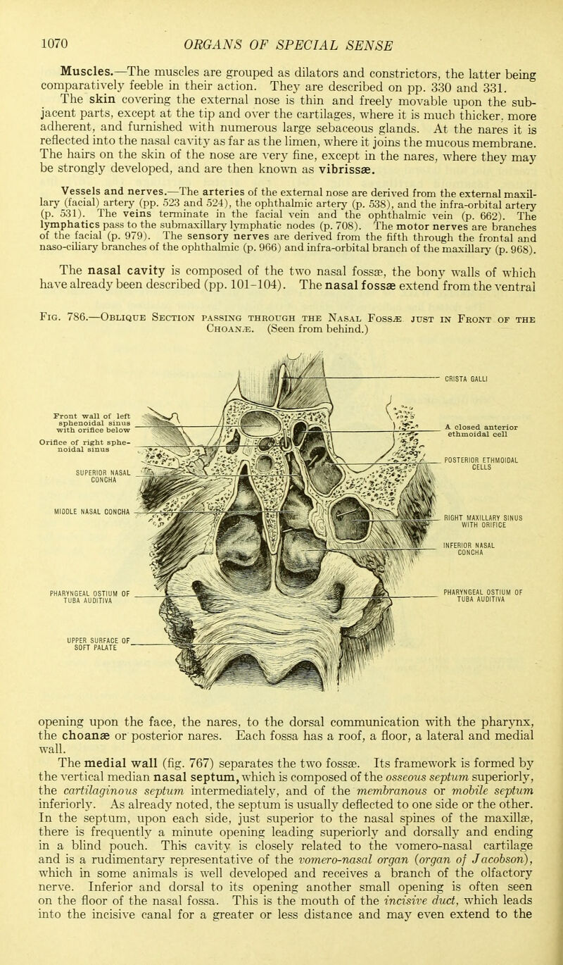 Muscles.—The muscles are grouped as dilators and constrictors, the latter being comparatively feeble in their action. They are described on pp. 330 and 331. The skin covering the external nose is thin and freely movable upon the sub- jacent parts, except at the tip and over the cartilages, where it is much thicker, more adherent, and furnished with numerous large sebaceous glands. At the nares it is reflected into the nasal cavity as far as the limen, where it joins the mucous membrane. The hairs on the skin of the nose are very fine, except in the nares, where they may be strongly developed, and are then known as vibrissas. Vessels and nerves.—The arteries of the external nose are derived from the external maxil- lary (facial) artery (pp. 523 and 524), the ophthalmic artery (p. 538), and the infra-orbital artery (p. 531). The veins terminate in the facial vein and the ophthalmic vein (p. 662). The lymphatics pass to the submaxillary lymphatic nodes (p. 708). The motor nerves are branches of the facial (p. 979). The sensory nerves are derived from the fifth through the frontal and naso-ciliary branches of the ophthalmic (p. 966) and infra-orbital branch of the maxillary (p. 968). The nasal cavity is composed of the two nasal fossae, the bony walls of which have already been described (pp. 101-104). The nasal fossae extend from the ventral Fig. 786.—Oblique Section passing through the Nasal Fossae just in Front op the Choan.e. (Seen from behind.) opening upon the face, the nares, to the dorsal communication with the pharynx, the choanae or posterior nares. Each fossa has a roof, a floor, a lateral and medial wall. The medial wall (fig. 767) separates the two fossse. Its framework is formed by the vertical median nasal septum, which is composed of the osseous septum superiorly, the cartilaginous septum intermediately, and of the membranous or mobile septum inferiorly. As already noted, the septum is usually deflected to one side or the other. In the septum, upon each side, just superior to the nasal spines of the maxillse, there is frequently a minute opening leading superiorly and dorsally and ending in a blind pouch. This cavity is closely related to the vomero-nasal cartilage and is a rudimentary representative of the vomero-nasal organ (organ of Jacobson), which in some animals is well developed and receives a branch of the olfactory nerve. Inferior and dorsal to its opening another small opening is often seen on the floor of the nasal fossa. This is the mouth of the incisive duct, which leads into the incisive canal for a greater or less distance and may even extend to the
