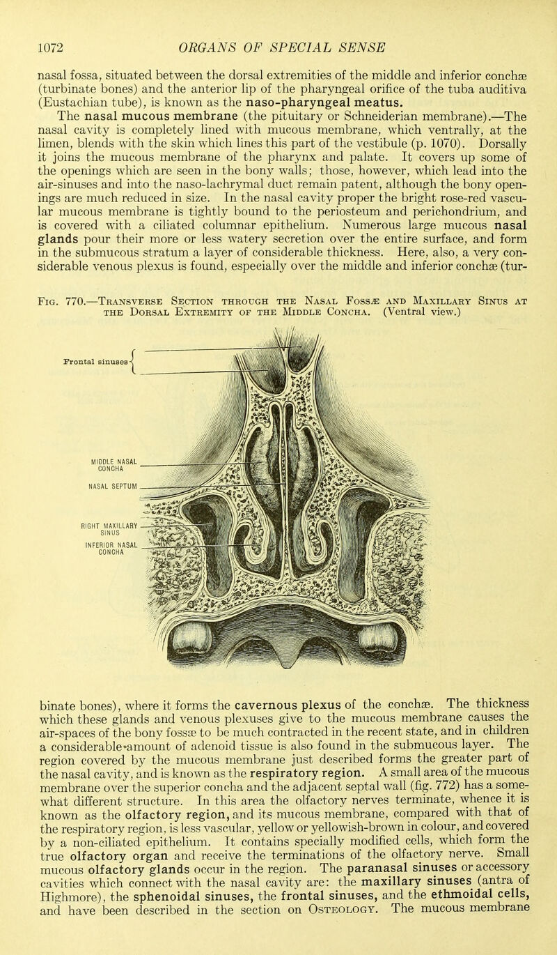 nasal fossa, situated between the dorsal extremities of the middle and inferior conchse (turbinate bones) and the anterior lip of the pharyngeal orifice of the tuba auditiva (Eustachian tube), is known as the naso-pharyngeal meatus. The nasal mucous membrane (the pituitary or Schneiderian membrane).—The nasal cavity is completely lined with mucous membrane, which ventrally, at the limen, blends with the skin which lines this part of the vestibule (p. 1070). Dorsally it joins the mucous membrane of the pharynx and palate. It covers up some of the openings which are seen in the bony walls; those, however, which lead into the air-sinuses and into the naso-lachrymal duct remain patent, although the bony open- ings are much reduced in size. In the nasal cavity proper the bright rose-red vascu- lar mucous membrane is tightly bound to the periosteum and perichondrium, and is covered with a ciliated columnar epithelium. Numerous large mucous nasal glands pour their more or less watery secretion over the entire surface, and form in the submucous stratum a layer of considerable thickness. Here, also, a very con- siderable venous plexus is found, especially over the middle and inferior conchse (tur- Fig. 770.—Transverse Section through the Nasal Fossae and Maxillary Sinus at the Dorsal Extremity of the Middle Concha. (Ventral view.) binate bones), where it forms the cavernous plexus of the conchas. The thickness which these glands and venous plexuses give to the mucous membrane causes the air-spaces of the bony fossae to be much contracted in the recent state, and in children a considerable'amount of adenoid tissue is also found in the submucous layer. The region covered by the mucous membrane just described forms the greater part of the nasal cavity, and is known as the respiratory region. A small area of the mucous membrane over the superior concha and the adjacent septal wall (fig. 772) has a some- what different structure. In this area the olfactory nerves terminate, whence it is known as the olfactory region, and its mucous membrane, compared with that of the respiratory region, is less vascular, yellow or yellowish-brown in colour, and covered by a non-ciliated epithelium. It contains specially modified cells, which form the true olfactory organ and receive the terminations of the olfactory nerve. Small mucous olfactory glands occur in the region. The paranasal sinuses or accessory cavities which connect with the nasal cavity are: the maxillary sinuses (antra of Highmore), the sphenoidal sinuses, the frontal sinuses, and the ethmoidal cells, and have been described in the section on Osteology. The mucous membrane