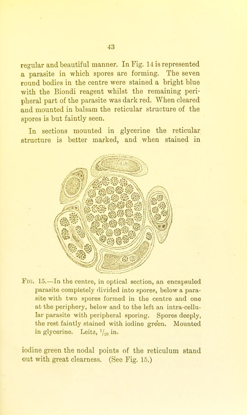 regular and beautiful manner. In Fig. 14 is represented a parasite in which spores are forming. The seven round bodies in the centre were stained a bright blue ■with the Biondi reagent whilst the remaining peri- pheral part of the parasite was dark red. When cleared and mounted in balsam the reticular structure of the spores is but faintly seen. In sections mounted in glycerine the reticular structure is better marked, and when stained in Fig. 15.—In the centre, in optical section, an encapsuled parasite completely divided into spores, below a para- site with two spores formed in the centre and one at the periphery, below and to the left an intra-cellu- lar parasite with peripheral sporing. Spores deeply, the rest faintly stained with iodine green. Mounted in glycerine. Leitz, in. iodine green the nodal points of the reticulum stand out with great clearness. (See Fig. 15.)