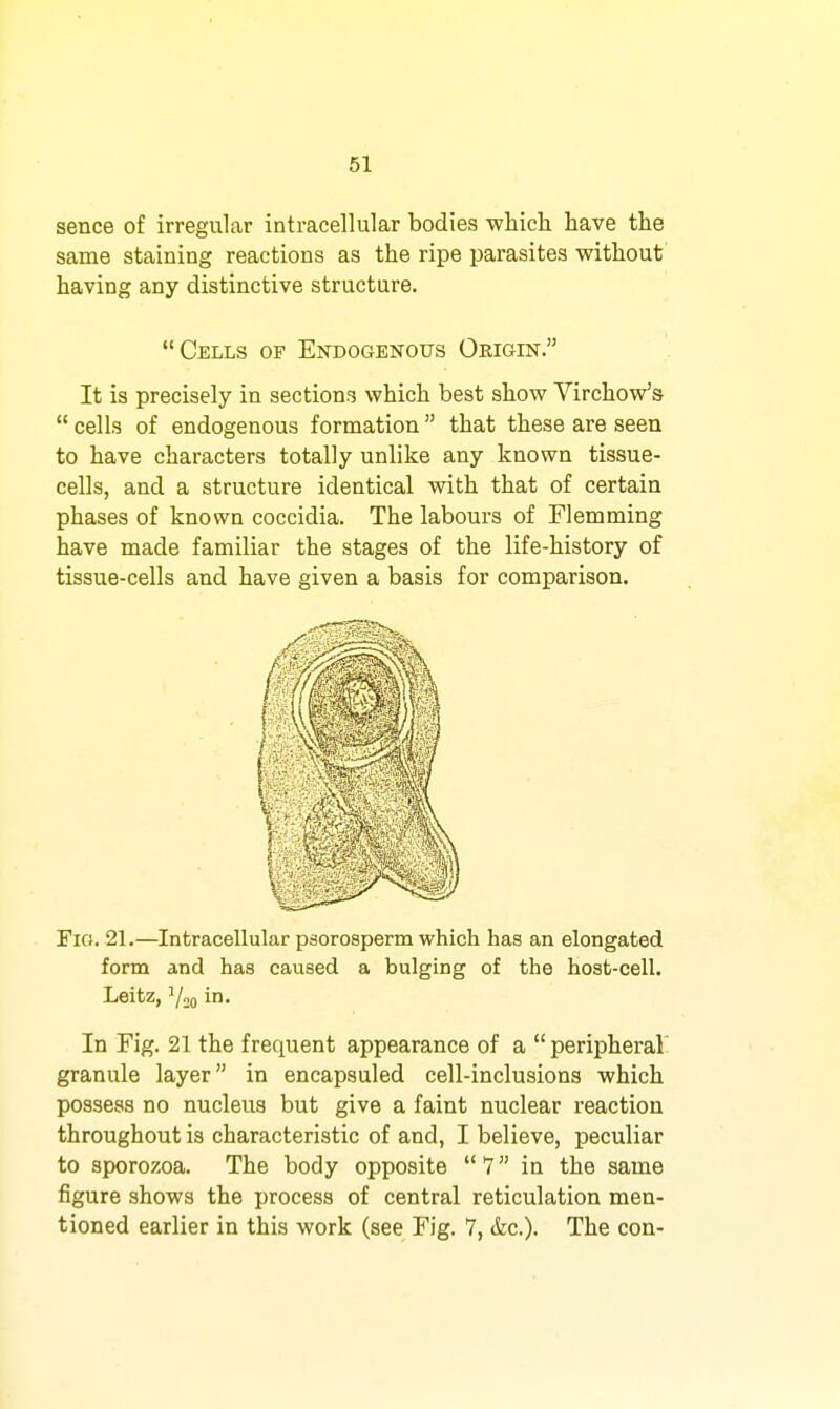 sence of irregular intracellular bodies wWcli have the same staining reactions as the ripe parasites without having any distinctive structure. Cells of Endogenous Origin. It is precisely in sections which best show Virchow's  cells of endogenous formation  that these are seen to have characters totally unlike any known tissue- cells, and a structure identical with that of certain phases of known coccidia. The labours of Flamming have made familiar the stages of the life-history of tissue-cells and have given a basis for comparison. Fio. 21.—Intracellular psorosperm which has an elongated form and has caused a bulging of the host-cell. Leitz, ^/jo in. In Fig. 21 the frequent appearance of a  peripheral- granule layer in encapsuled cell-inclusions which possess no nucleus but give a faint nuclear reaction throughout is characteristic of and, I believe, peculiar to sporozoa. The body opposite  7 in the same figure shows the process of central reticulation men- tioned earlier in this work (see Fig. 7, &c.). The con-