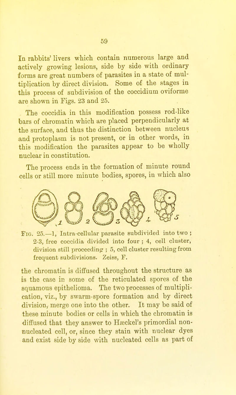 In rabbits' livers whicli contain numerous large and actively growing lesions, side by side with ordinary forms are great numbers of parasites in a state of mul- tiplication by direct division. Some of the stages in this process of subdivision of the coccidium oviforme are shown in Figs. 23 and 25. The coccidia in this modification possess rod-like bars of chromatin which are placed perpendicularly at the surface, and thus the distinction between nucleus and protoplasm is not present, or in other words, in this modification the parasites appear to be wholly nuclear in constitution. The process ends in the formation of minute round cells or still more minute bodies, spores, in which also Fig. 25.—1, Intra-eellular parasite subdivided into two ; 2-3, free coccidia divided into four ; 4, cell cluster, division still proceeding ; 5, cell cluster resulting from frequent subdivisions. Zeiss, F. the chromatin is diffused throughout the structure as is the case in some of the reticulated spores of the squamous epithelioma. The two processes of multipli- cation, viz., by swarm-spore formation and by direct division, merge one into the other. It may be said of these minute bodies or cells in which the chromatin is diffused that they answer to Hfeckel's primordial non- nucleated cell, or, since they stain with nuclear dyes and exist side by side with nucleated cells as part of