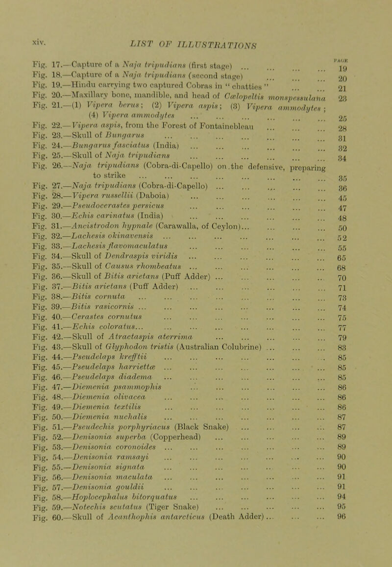 Fig. 17.— Capture of a Naju tvipudiana (first staRo) jy Fig. 18.—Capture of a Naja tripudianti (second stage) 20 Fig. 19.—Hindu carrying two captured Cobras in  chatticK  ... .. 21 Fig. 20.—Maxillary bone, mandible, and head of Ceelojjellis vi07iHj)f;f,iiulana 23 Fig. 21.—(1) Vipera bents; (2) Vipera aspia; (8) Vipera ammody tcH ■ (4) Vipera auimodi/fcs ' ' 25 Fig. 22—Vipera aspis, from the Forest of Fontaineblean 28 Fig. 23.—Skull of Bimga rus gj^ Fig. 24.—Bnrtgarits fasciatiis (India) ... ... ... ... 32 Fig. 25.—UkuW oi Naja tripledia7is ... 34 Fig. 2Q.—Naja tripudians (Cobra-di-Capello) on.the defensive, preparing to strike ... ... ... ... ... . . _ g/j Fig. 27.—Naja tripudians (Cobra-di-Capello) gg Fig. 28.—Vipera russellii (Daboia) ... 4/5 Fig. 29.—Pseiidocerastes persicus ... ... ... ... 4y Fig. 30.—Echis carinatus (India) ... ... ... ... ... Fig. 31.—Ancistrodon hy^male {C&x&wtiWdi,, oi Cey\on)... ... ... 59 Fig. 32.—Lachesis ohinavensis ... ... ... ... ... ... ,■52 Fig. 33.—Lachesisflavoiibaculatus ... ... ... ... ... 55 Fig. 34.—SikwW ol Dendrasjyis viridis ... ... ... ... ... ... 65 Fig. 35.—Skull of Causus rhombeatus ... ... 68 Fig. 36.—Skull of iJii'is rtr-ie^ans (Puff Adder) ... 70 Fig. 37.—Bitis arietans (Puff' Adder) ... ... ... ... ... ... 71 Fig. 38.—Bitis cornuta ... ... ... ... ... ... ... ... 73 Fig. 39.—Bitis rasicornis ... ... ... ... ... ... ... ... 74 Fig. 40.—Cerastes cornutus ... ... ... ... ... ... ... 75 Fig. 41.—Echis coloratus... ... ... ... ... ... ... ... 77 Fig. 42.—Skull of Atractaspis aterrima ... ... ... ... ... 79 Fig. 43.—Skull of Glyphodon tristis (Australian Colubrine) 83 Fig. 44.—Pseudelaps hrefftii ... ... ... ... ... ... ... 85 Fig. 45.—Pseudelaps harriettce ... ... ... ... ... ... ... 85 Fig. AQ.—Pseudelaps diadema ... ... ... ... ... ... ... 85 Fig. 47.—Diemenia psavimophis ... ... ... ... ... ... 86 Fig. 48.—Diemenia olivacea ... ... ... ... ... ... ... 86 Fig. 49.—Diemenia textilis ... ... ... ... ... ... ... 86 Fig. 50.—Diemenia nuchalis ... ... ... ... ... ... ... 87 Fig. 51.—Pseudechis porphyriacus (Black Snake) ... ... ... ... 87 Fig. 52.—Denisonia superba (Copperhead) ... ... ... ... ... 89 Fig. 53.—Denisonia coronoides ... ... ... ... ... ... ... 89 Fig. 54.—Denisonia ramsayi ... ... ... ... ... ... ... 90 Fig. 55.—Denisonia signata ... ... ... ... .. ... ... 90 Fig. 56.—Denisonia maculata ... ... ... ... ... •.. ... 91 Fig. 57.—Denisonia gouldii ... ... ... ... ... . • ... 91 Fig. 58.—Hoplocephalus bitorquatus ... ... ... ... ... ... 94 Fig. 59.—Notechis scutatus (Tiger Snake) ... ... ... ... ... 95 Fig. 60.—Skull of Acantliopihis antarcticus (Death Adder)... ... ... 96