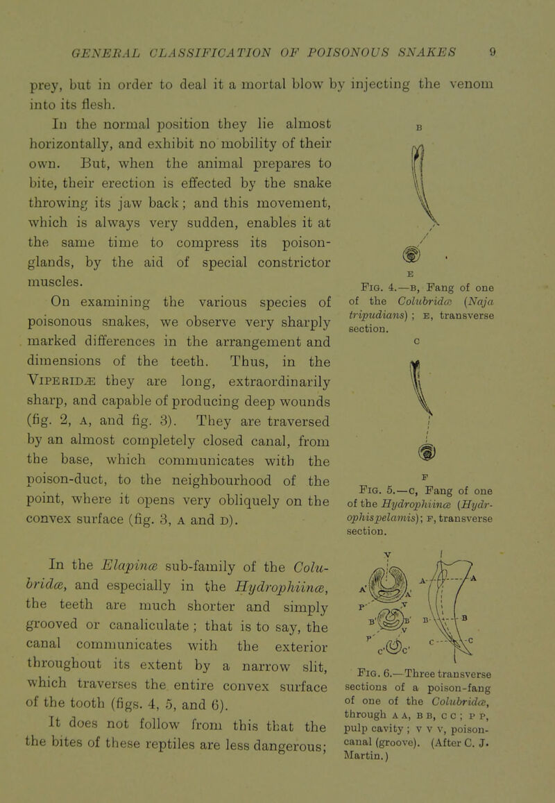 prey, but in order to deal it a mortal blow by into its flesh. Ill the normal position they lie almost horizontally, and exhibit no mobility of their own. But, when the animal prepares to bite, their erection is effected by the snake throwing its jaw back; and this movement, which is always very sudden, enables it at the same time to compress its poison- glands, by the aid of special constrictor muscles. On examining the various species of poisonous snakes, we observe very sharply marked differences in the arrangement and dimensions of the teeth. Thus, in the ViPERiD^ they are long, extraordinarily sharp, and capable of producing deep wounds (fig. 2, A, and fig. 3). They are traversed by an almost completely closed canal, from the base, which communicates with the poison-duct, to the neighbourhood of the point, where it opens very obliquely on the convex surface (fig. 3, a and d). In the ElapmcB sub-family of the Cohi- bridce, and especially in the Hijdrophiince, the teeth are much shorter and simply grooved or canaliculate ; that is to say, the canal communicates with the exterior throughout its extent by a narrow slit, which traverses the entire convex surface of the tooth (figs. 4, 5, and 6). It does not follow from this that the the bites of these reptiles are less dangerous; injecting the venom Fig. 4.—B, Fang of one of the Colubridm (Naja tripudians) ; E, transverse section. c Fig. 5.—c, Fang of one of the Hydrophiince (Eydr- ophispelamis); f, transverse section. Fig. 6.—Three transverse sections of a poison-fang of one of the Colubridce, through A A, B B, c c ; p p, pulp cavity ; v v v, poison- canal (groove). (After C. J. Martin.)