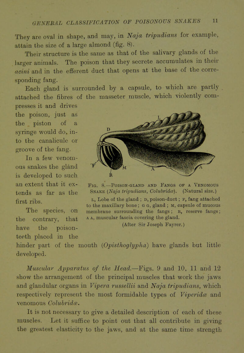 They are oval in shape, and may, in Naja tripudians for example, attain the size of a large almond (fig. 8). Their structure is the same as that of the salivary glands of the larger animals. The poison that they secrete accumulates in their acini and in the efferent duct that opens at the base of the corre- sponding fang. Each gland is surrounded by a capsule, to which are partly attached the fibres of the masseter muscle, yv\\\ch violently com- presses it and drives the poison, just as the piston of a syringe would do^ in- to the canalicule or groove of the fang. In a few venom- ous snakes the gland is developed to such an extent that it ex- tends as far as the first ribs. The species, on the contrary, that have the poison- teeth placed in the hinder part of the mouth {Opisnioglyjjlia) have glands but little developed. Miiscidar Apparatus of the Head.—Figs. 9 and 10, 11 and 12 show the arrangement of the principal muscles that work the jaws and glandular organs in Vipera russellii and Naja tripudians, which respectively represent the most formidable types of Viperidce and venomous Goluhridct. It is not necessary to give a detailed description of each of these muscles. Let it suffice to point out that all contribute in giving the greatest elasticity to the jaws, and at the same time strength Fig. 8.—Poison-gland and Fangs op a Venomous Snake (Naja tripudians, Cohibridce). (Natural size.) L, Lobe of the gland ; d, poison-duct; f, fang attached to the maxillary bone; g g, gland ; m, capsule of mucous membrane surrounding the fangs ; R, reserve fangs; a a, muscular fascia covering the gland. (After Sir Joseph Fayrer.)