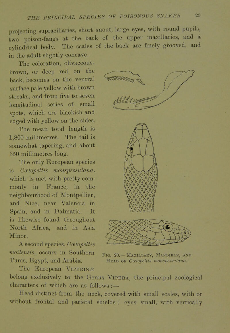 THJ^J PlilSCIPAL SI'ECIJ'^S OF J'OISONOi'S SNAKI'JS projecting siipraciliaries, short snout, large eyes, with round pupils, two poison-fangs at the back of the upper niaxillaries, and a cylindrical body. The scales of the back are finely grooved, and in the adult slightly concave. The coloration, olivaceous- brown, or deep red on the back, becomes on the ventral surface pale yellow with brown streaks, and from five to seven longitudinal series of small spots, which are blackish and edged with yellow on the sides. The mean total length is 1,800 millimetres. The tail is somewhat tapering, and about H50 millimetres long. The only European species is Coslopeltis monspessulana, which is met with pretty com- monly in France, in the neighbourhood of Montpellier, and Nice, near Valencia in Spain, and in Dalmatia. It is likewise found throughout North Africa, and in Asia Minor. A second species, Ccelopeltis moilensis, occurs in Southern Tunis, Egypt, and Arabia. The European ViPERiNiE belong exclusively to the Genus Vipera, the principal zoological characters of which are as follows :— Head distinct from the neck, covered with small scales, with or without frontal and parietal shields ; eyes small, with vertically Fig. 20.— Maxillary, Mandible, and Head of Ccnlopeltis vionspess^dana.