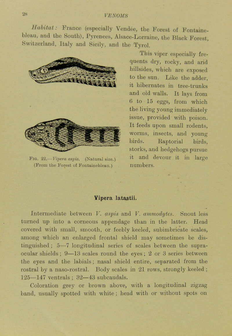 Habitat: France (especially Vendee, the Forest of Fontaine- bleau, and the South), Pyrenees, Alsace-Lorraine, the Black Forest, Switzerland, Italy and Sicily, and the Tyrol. This viper especially fre- quents dry, rocky, and arid liillsides, which are exposed to the sun. Like the adder, it hibernates in tree-trunks and old walls. It lays from 6 to 15 eggs, from which the living young immediately issue, provided with poison. It feeds upon small rodents, worms, insects, and young birds. Eaptorial birds, storks, and hedgehogs pursue it and devour it in large numbers. Vipera latastii. Intermediate between V. asjris and V. ammodytes. Snout less turned up into a corneous appendage than in the latter. Head covered with small, smooth, or feebly keeled, subimbricate scales, among which an enlarged frontal shield may sometimes be dis- tinguished ; 5—7 longitudinal series of scales between the supra- ocular shields; 9—13 scales round the eyes; 2 or 3 series between the eyes and the labials; nasal shield entire, separated from the rostral by a naso-rostral. Body scales in 21 rows, strongly keeled ; 125—147 ventrals ; 32—43 subcaudals. Coloration grey or brown above, with a longitudinal zigzag band, usually spotted with white; head with or without spots on Fig. 22.— Vipera aspis. (Natural size.) (From the Forest of Fontainebleau.)