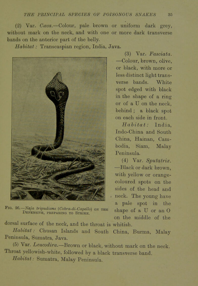 (2) Var. Cceca.—Colour, pale brown or uniform dark grey, without mark on the neck, and with one or more dark transverse bands on the anterior part of the belly. Habitat: Transcaspian region, India, Java. (3) Var. Fasciata. —Colour, brown, olive, or black, with more or less distinct light trans- verse bands. White spot edged with black in the shape of a ring or of a U on the neck, behind ; a black spot on each side in front. Habitat: India, Indo-China and South China, Hainan, Cam- bodia, Siam, Malay Peninsula. (4) Var. Sputatrix. —Black or dark brown, with yellow or orange- coloured spots on the sides of the head and neck. The young have a pale spot in the shape of a U or an 0 on the middle of the dorsal surface of the neck, and the throat is whitish. Habitat: Chusan Islands and South China, Burma, Malay Peninsula, Sumatra, Java. (5) Var. Leucodira.—B\:ov7n or black, without mark on the neck. Throat yellowish-white, followed by a black transverse band. Habitat: Sumatra, Malay Peninsula. Fig. 26.—Naja tripudians {Cobra-di-Capello) on the Defensive, pbepaeing to Strike.