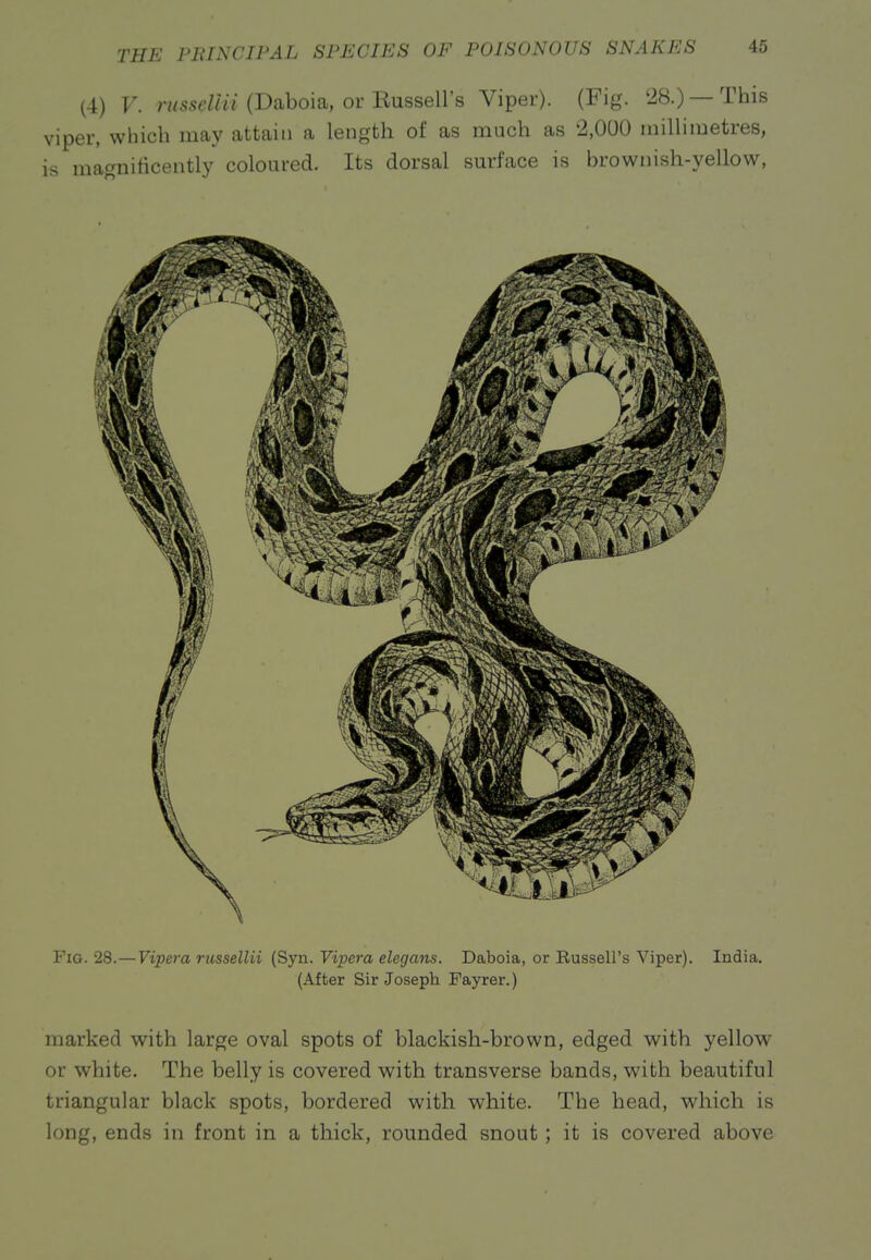 (4) V. rnsseUii (Daboia, or Eussell's Viper). (Fig. 28.) — This )er, which may attain a length of as much as 2,000 millimetres, magnificently coloured. Its dorsal surface is brownish-yellow, Fig. 28.—Vipera russellii (Syn. Vipera elegans. Daboia, or Russell's Viper). India. (After Sir Joseph Fayrer.) marked with large oval spots of blackish-brown, edged with yellow or white. The belly is covered with transverse bands, with beautiful triangular black spots, bordered with white. The head, which is long, ends in front in a thick, rounded snout; it is covered above