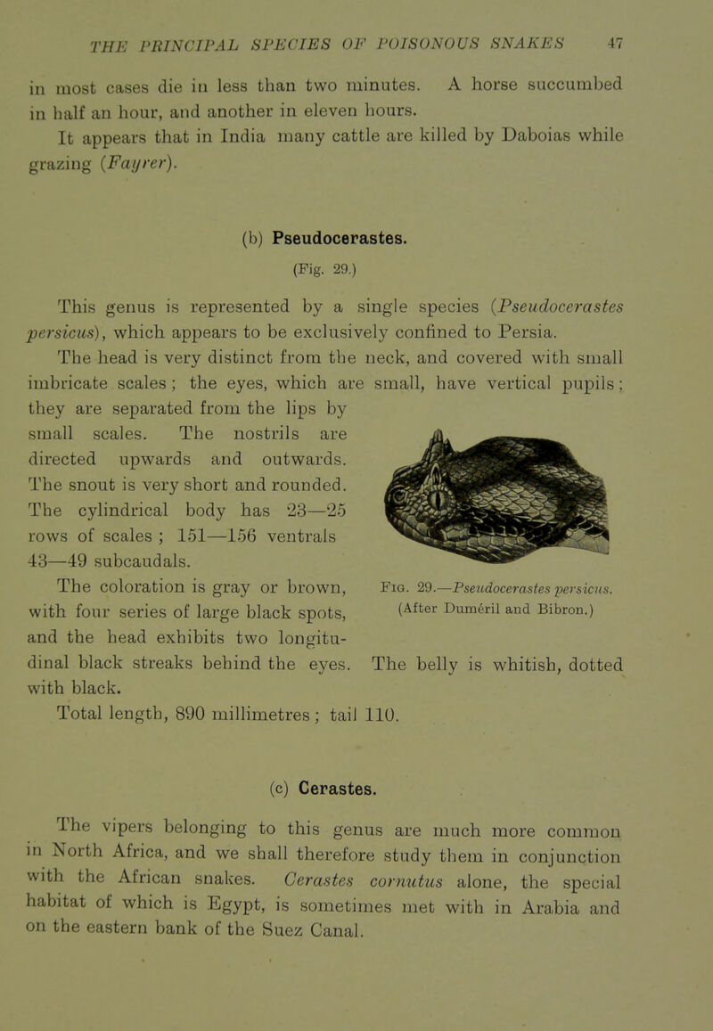 in most cases die in less than two minutes. A horse succumbed in half an hour, and another in eleven hours. It appears that in India many cattle are killed by Daboias while grazing {Fayrer). (b) Pseudocerastes. (Pig. 29.) This genus is represented by a single species {Pseudocerastes persiciis), which appears to be exclusively confined to Persia. The head is very distinct from the neck, and covered with small imbricate scales ; the eyes, which are small, have vertical pupils; they are separated from the lips by small scales. The nostrils are directed upwards and outwards. The snout is very short and rounded. The cylindrical body has 23—25 rows of scales ; 151—156 ventrals 43—49 subcaudals. The coloration is gray or brown, Fig. 29.—Pseudocerastes persicus. with four series of large black spots, i^^^^^ Dum6rii and Bibron.) and the head exhibits two longitu- dinal black streaks behind the eyes. The belly is whitish, dotted with black. Total length, 890 millimetres; tail 110. (c) Cerastes. The vipers belonging to this genus are much more common m North Africa, and we shall therefore study them in conjunction with the African snakes. Cerastes cornutus alone, the special habitat of which is Egypt, is sometimes met with in Arabia and on the eastern bank of the Suez Canal.