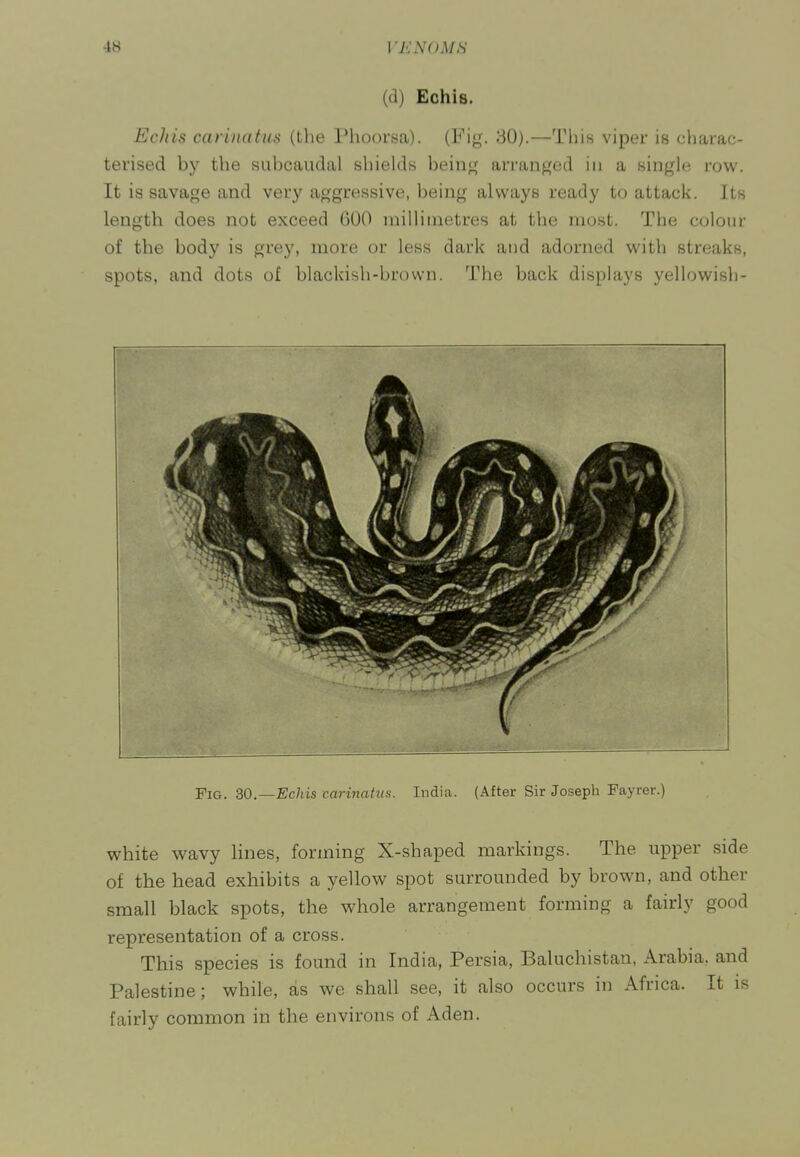 (d) Echis. Ecliis carinatus (the Phoorsa). (Fig. 30).—This viper is charac- terised by the subcaudal shields being arranged in a single row. It is savage and very aggressive, being always ready to attack. Its length does not exceed 600 millimetres at the most. The colour of the body is grey, more or less dark and adorned with streaks, spots, and dots of blackish-brown. The back displays yellowish- Fig. 2>0.—Echis carinatus. India. (After Sir Joseph Fayrer.) white wavy lines, forming X-shaped markings. The upper side of the head exhibits a yellow spot surromided by brown, and other small black spots, the whole arrangement forming a fairly good representation of a cross. This species is found in India, Persia, Baluchistan, Arabia, and Palestine; while, as we shall see, it also occurs in Africa. It is fairly common in the environs of Aden.