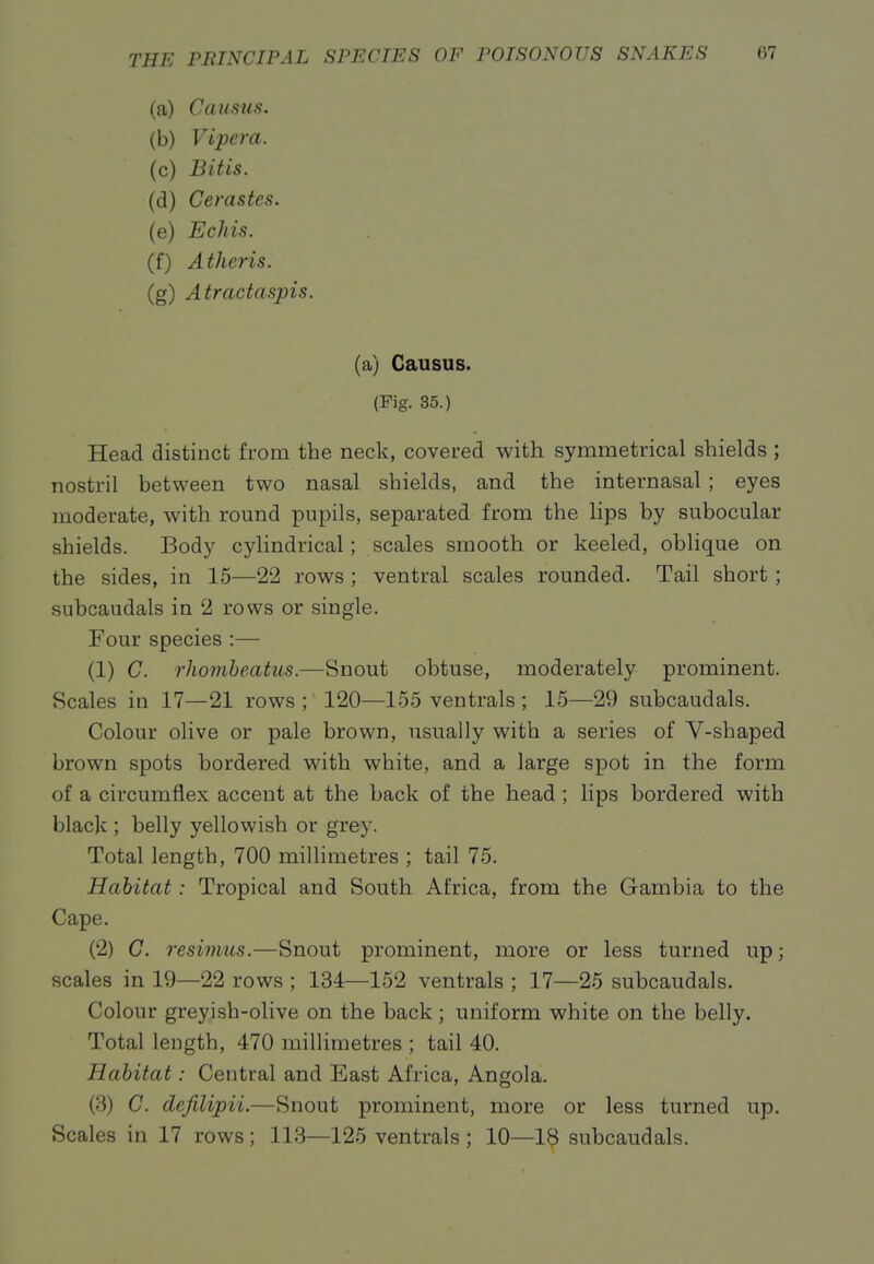(a) Causus. (b) Viper a. (c) Bitis. (d) Cerastes. (e) Echis. (f) Atheris. (g) Atractaspis. (a) Causus. (Fig. 35.) Head distinct from the neck, covered with symmetrical shields ; nostril between two nasal shields, and the internasal ; eyes moderate, with round pupils, separated from the lips by subocular shields. Body cylindrical; scales smooth or keeled, oblique on the sides, in 15—22 rows ; ventral scales rounded. Tail short ; subcaudals in 2 rows or single. Four species :— (1) C. rhomheatus.—Snout obtuse, moderately prominent. Scales in 17—21 rows ; 120—155 ventrals ; 15—29 subcaudals. Colour olive or pale brown, usually with a series of V-shaped brown spots bordered with white, and a large spot in the form of a circumflex accent at the back of the head; lips bordered with black ; belly yellowish or grey. Total length, 700 millimetres ; tail 75. Habitat: Tropical and South Africa, from the Gambia to the Cape. (2) G. resimus.—Snout prominent, more or less turned up; scales in 19—22 rows ; 134—152 ventrals ; 17—25 subcaudals. Colour greyish-olive on the back ; uniform white on the belly. Total length, 470 millimetres ; tail 40. Habitat: Central and East Africa, Angola. (8) C. dejilipii.—Snout prominent, more or less turned up. Scales in 17 rows; 113—125 ventrals ; 10—18 subcaudals.