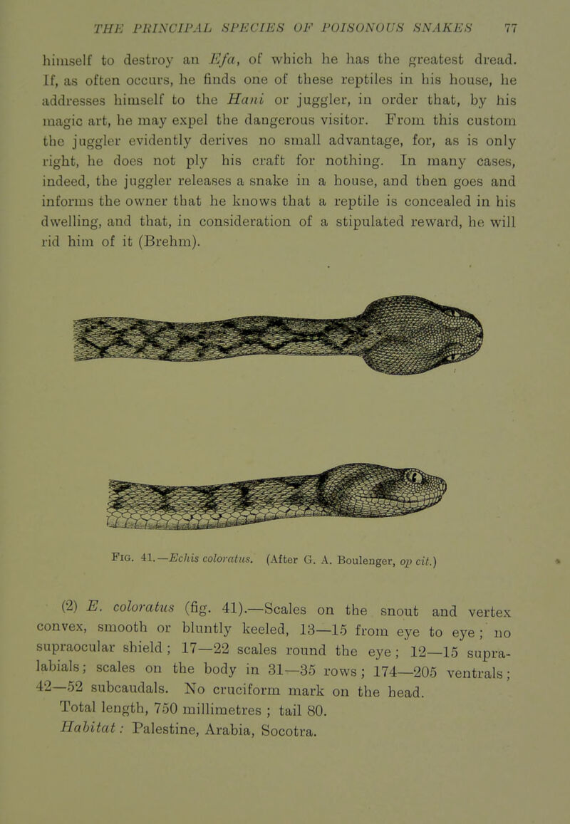 himself to destroy an J^/a, of which he has the greatest dread. If, as often occurs, he finds one of these reptiles in his house, he addresses himself to the Hani or juggler, in order that, by his magic art, he may expel the dangerous visitor. From this custom the juggler evidently derives no small advantage, for, as is only right, he does not ply his craft for nothing. In many cases, indeed, the juggler releases a snake in a house, and then goes and informs the owner that he knows that a reptile is concealed in his dwelling, and that, in consideration of a stipulated reward, he will rid him of it (Brehm). Fig. il.—Echis coloratus. (After G. A. Boulenger, op cit.) (2) E. coloratus (fig. 41).—Scales on the snout and vertex convex, smooth or bluntly keeled, 13—15 from eye to eye ; no supraocular shield; 17—22 scales round the eye; 12—15 supra- labials; scales on the body in 31—35 rows; 174—205 ventrals; 42—52 subcaudals. No cruciform mark on the head. Total length, 750 milhmetres ; tail 80. Habitat: Palestine, Arabia, Socotra.