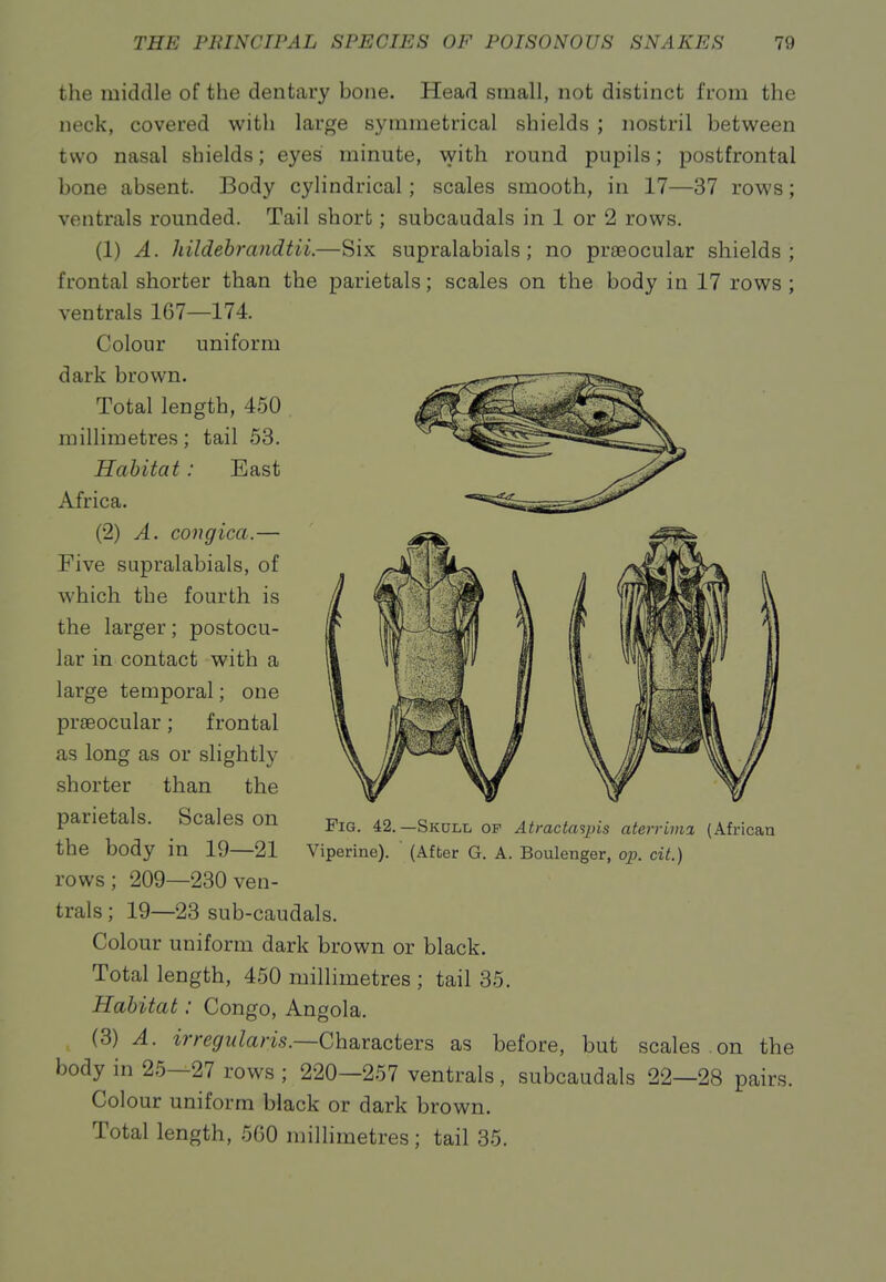 the middle of the dentary bone. Head small, not distinct from the neck, covered with large symmetrical shields ; nostril between two nasal shields; eyes minute, with round pupils; postfrontal bone absent. Body cylindrical; scales smooth, in 17—37 rows; ventrals rounded. Tail shorb; subcaudals in 1 or 2 rows. (1) A. liildehrandtii.—Six supralabials; no praeocular shields; frontal shorter than the parietals; scales on the body in 17 rows ; ventrals 167—174. Colour uniform dark brown. Total length, 4.50 millimetres; tail 53. Habitat: East Africa. (2) A. congica.— Five supralabials, of which the fourth is the larger; postocu- lar in contact with a large temporal; one praeocular; frontal as long as or slightly shorter than the parietals. Scales on ^iq. 42.-Skull of Atmctmpis aterrima. (Africau the body in 19—21 Viperine). ■ (After G. A. Boulenger, op. cit.) rows; 209—230 ven- trals ; 19—23 sub-caudals. Colour uniform dark brown or black. Total length, 450 millimetres ; tail 35. Habitat: Congo, Angola. (3) A. irregularis.—Chsivaicters as before, but scales on the body in 25—27 rows ; 220—257 ventrals, subcaudals 22—28 pairs. Colour uniform black or dark brown. Total length, 560 millimetres; tail 35.