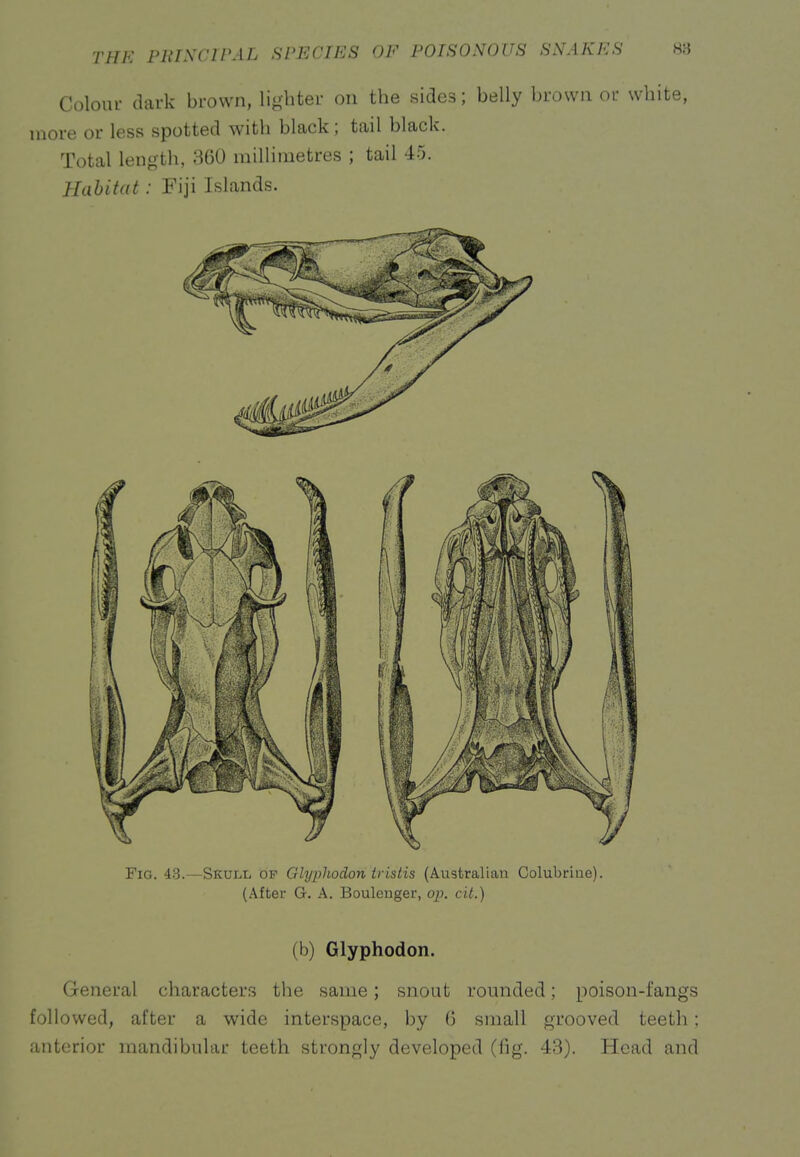 Cololu- dark brown, lij^hter on the sides; belly brown or white, more or less spotted with black; tail black. Total length, 360 millimetres ; tail 45. Habitat: Fiji Islands. Fig. 43.—Skull op Glyphodon tristis (Australian Colubriue). (After G. A. Boulenger, op. cit.) (b) Glyphodon. General characters the same; snout rounded; poison-fangs followed, after a wide interspace, by 6 small grooved teeth; anterior mandibular teeth strongly developed (fig. 43). Head and