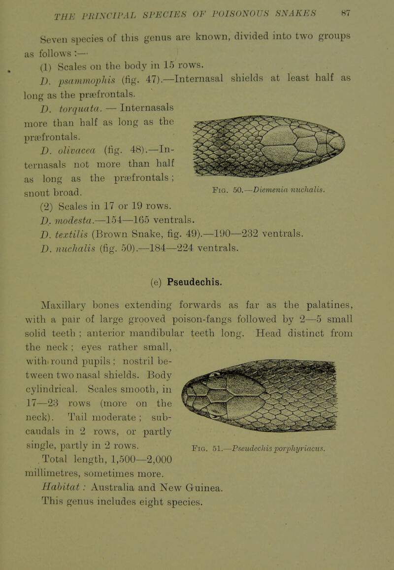 Seven species of this genus are known, divided into two groups as follows :— (1) Scales on the body in 15 rows. 1). psaininophis (fig. 47).—Internasal shields at least half as long as the prefrontals. D. tor qua ta. — Internasals more than half as long as the pra^frontals. D. oUvacea (fig. 48).—In- ternasals not more than half as long as the prtefrontals; snout broad. —Dicmenia nuchalis. (2) Scales in 17 or 19 rows. D, modesta.—154—165 ventrals. D. textilis (Brown Snake, fig. 49).—190—232 ventrals. D. niichalis (fig. 50).—184—224 ventrals. (e) Pseudechis. Maxillary bones extending forwards as far as the palatines, with a pair of large grooved poison-fangs followed by 2—5 small solid teeth ; anterior mandibular teeth long. Head distinct from the neck ; eyes rather small, withi round pupils ; nostril be- tween two nasal shields. Body cylindrical. Scales smooth, in 17—28 rows (more on the neck). Tail moderate ; sub- caudals in 2 rows, or partly single, partly in 2 rows. Fig. bl.—Pseudechisijorphyriacus. Total length, 1,-500—2,000 millimetres, sometimes more. Habitat : Australia and New Guinea. This genus includes eight species.