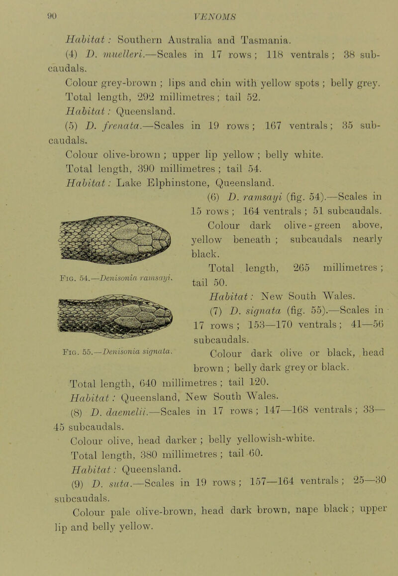 Habitat : Southern Australia and Tasmania. (4) 1). inuelleri.—Scales in 17 rows; 118 ventrals ; 3H siib- caudals. Colour grey-brown ; lips and chin with yellow spots ; belly grey. Total length, 29'2 millimetres; tail 52. Habitat: Queensland. (5) D. freiiata.—Scales in 19 rows; 167 ventrals; 85 sub- caudals. Colour olive-brown ; upper lip yellow ; belly white. Total length, 390 millimetres ; tail 54. Habitat: Lake Elphinstone, Queensland. (6) D. ramsayi (fig. 54).—Scales in 15 rows ; 164 ventrals ; 51 subcaudals. Colour dark olive - green above, yellow beneath ; subcaudals nearly black. Total length, 265 millimetres; Fig. 54.—Dcnisonia ramsayi. Habitat: New South Wales. (7) -D. signata (fig. 55).—Scales in 17 rows; 153—170 ventrals; 41—56 subcaudals. ■piG. 55.—Denisonia signata. Colour dark olive or black, head brown ; belly dark grey or black. Total length, 640 millimetres; tail 120. Habitat: Queensland, New South Wales. (8) D. daemelii.—Scales in 17 rows ; 147—168 ventrals ; 33— 45 subcaudals. Colour olive, head darker ; belly yellowish-white. Total length, 380 millimetres ; tail 60. Habitat: Queensland. (9) D. suta.—Scales in 19 rows; 157—164 ventrals; 2.5—30 subcaudals. Colour pale oHve-brown, head dark brown, nape black ; upper lip and belly yellow.