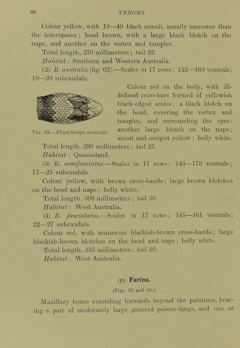 Colour yellow, with 19—40 black annuli, usually narrower than the interspaces ; head brown, with a large black blotch on the nape, and another on the vertex and temples. Total length, '270 millimetres ; tail 22. Habitat: Southern and Western Australia. (2) li. australis (fig. 62).—Scales in 17 rows ; 152—163 ventrals; 18—20 subcaudals. Colour red on the body, with ill- defined cross-bars formed of yellowish black-edged scales ; a black blotch on the head, covering the vertex and temples, and surrounding the eyes; Yio. m.-Rhynchdavs australis. another large blotch on the nape; snout and occiput yellow ; belly white. Total length, 290 millimetres ; tail 25. Habitat: Queensland. (3) B. semifasciatus.—Scales in 17 rows; 143—170 ventrals ; 17—25 subcaudals. Colour yellow, with brown cross-bands ; large brown blotches on the head and nape ; belly white. Total length, 300 millimetres ; tail 30. Habitat: West Australia. (4) B. fasciolatus.—Scales in 17 rows; 145—161 ventrals; 22—27 subcaudals. Colour red, with numerous blackish-brown cross-bands ; large blackish-brown blotches on the head and nape ; belly white. Total length, 335 millimetres ; tail 30. Habitat: West Australia. (p) Furina. (Figs. 63 and 64.) Maxillary bones extending forwards beyond the palatines, bear- ing a pair of moderately large grooved poison-fangs, and one or