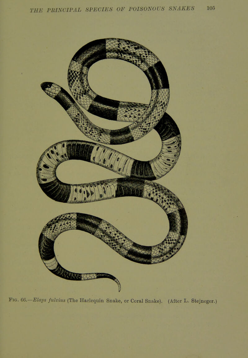Fig. 66.—Elai)s fulvius (The Harlequin Snake, or Coral Snake). (After L. Stejncger.)