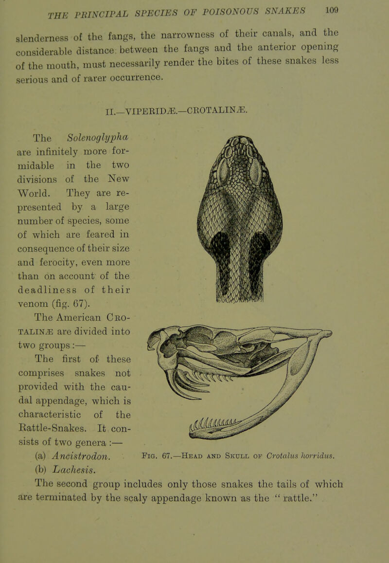 slenderness of the fangs, the narrowness of their canals, and the considerable distance, between the fangs and the anterior opening of the mouth, must necessarily render the bites of these snakes less serious and of rarer occurrence. II._VIPERID^.—CROTALIN^. The Solenoglypha are infinitely more for- midable in the two divisions of the New World. They are re- presented by a large number of species, some of which are feared in consequence of their size and ferocity, even more than on account of the deadliness of their venom (fig. 67). The American Cro- TALiNiE are divided into two groups:— The first of- these comprises snakes not provided with the cau- dal appendage, which is characteristic of the Eattle-Snakes. It con- sists of two genera :— (a) Ancistrodon. (b) Lachesis. The second group includes only those snakes the tails of which are terminated by the scaly appendage known as the  rattle. Fig. 67.—Head and Skull op Crotalus Iwrridics.