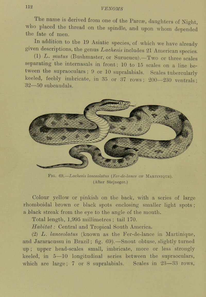 The name is derived from one of the Parcce, dangliters of Night, who placed the thread on the spindle, and upon whom depended the fate of men. In addition to the 19 Asiatic species, of which we have already given descriptions, the genus Lachesis includes 21 American species. or Surucucu).—Two or three scales separating the internasals in front; 10 to 15 scales on a line be- tween the supraoculars ; 9 or 10 supralabials. Scales tubercularly keeled, feebly imbricate, in 35 or 37 rows; 200—230 ventrals; 32—50 subcaudals. Fig. 69.—Lachesis lanceolatus [Fcr-de-lancc of Martinique). (After Stejueger.) Colour yellow or pinkish on the back, with a series of large rhomboidal brown or black spots enclosing smaller light spots ; a black streak from the eye to the angle of the mouth. Total length, 1,995 millimetres ; tail 170. Habitat: Central and Tropical South America. (2) L. lanceolatus (known as the Fer-de-lance in Martinique, and Jararacussu in Brazil; fig. 69).—Snout obtuse, slightly turned up; upper head-scales small, imbricate, more or less strongly keeled, in 5—10 longitudinal series between the supraoculars, which are large; 7 or 8 supralabials. Scales in 23—33 rows.