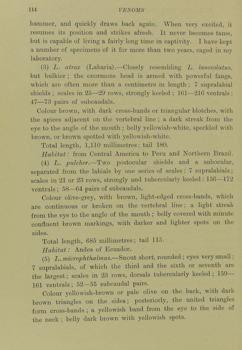 hammer, and quickly draws back again. When very excited, it resumes its position and strikes afresh. It never becomes tame, but is capable of living a fairly long time in captivity. I have kept a number of specimens of it for more than two years, caged in my laboratory. (3) L. atrox (Labaria).—Closely resembling L. lanceolatus, but bulkier ; the enormous head is armed with powerful fangs, which are often more than a centimetre in length ; 7 supralabial shields ; scales in 25—29 rows, strongly keeled ; 161—216 ventrals; 47—73 pairs of subcaudals. Colour brown, with dark cross-bands or triangular blotches, with the apices adjacent on the vertebral hne ; a dark streak from the eye to the angle of the mouth ; belly yellowish-white, speckled with brown, or brown spotted with yellowish-white. Total length, 1,110 millimetres; tail 180. Habitat: from Central America to Peru and Northern Brazil. (4) L. pulcher.—Two postocular shields and a subocular, separated from the labials by one series of scales: 7 supralabials; scales in 21 or 23 rows, strongly and tubercularly keeled: 156—172 ventrals ; 58—64 pairs of subcaudals. Colour olive-grey, with brown, light-edged cross-bands, which are continuous or broken on the vertebral line; a light streak from the eye to the angle of the mouth ; belly covered with minute confluent brown markings, with darker and lighter spots on the sides. Total length, 685 millimetres; tail 115. Habitat: Andes of Ecuador. (5) L. microphthabnus.—^nout short, rounded ; eyes very small; 7 supralabials, of which the third and the sixth or seventh are the largest; scales in 23 rows, dorsals tubercularly keeled ; 159— 161 ventrals; 52—55 subcaudal pairs. Colour yellowish-brown or pale olive on the back, with dark brown triangles on the sides; posteriorly, the united triangles form cross-bands ; a yellowish band from the eye to the side of the neck ; belly dark brown with yellowish spots.
