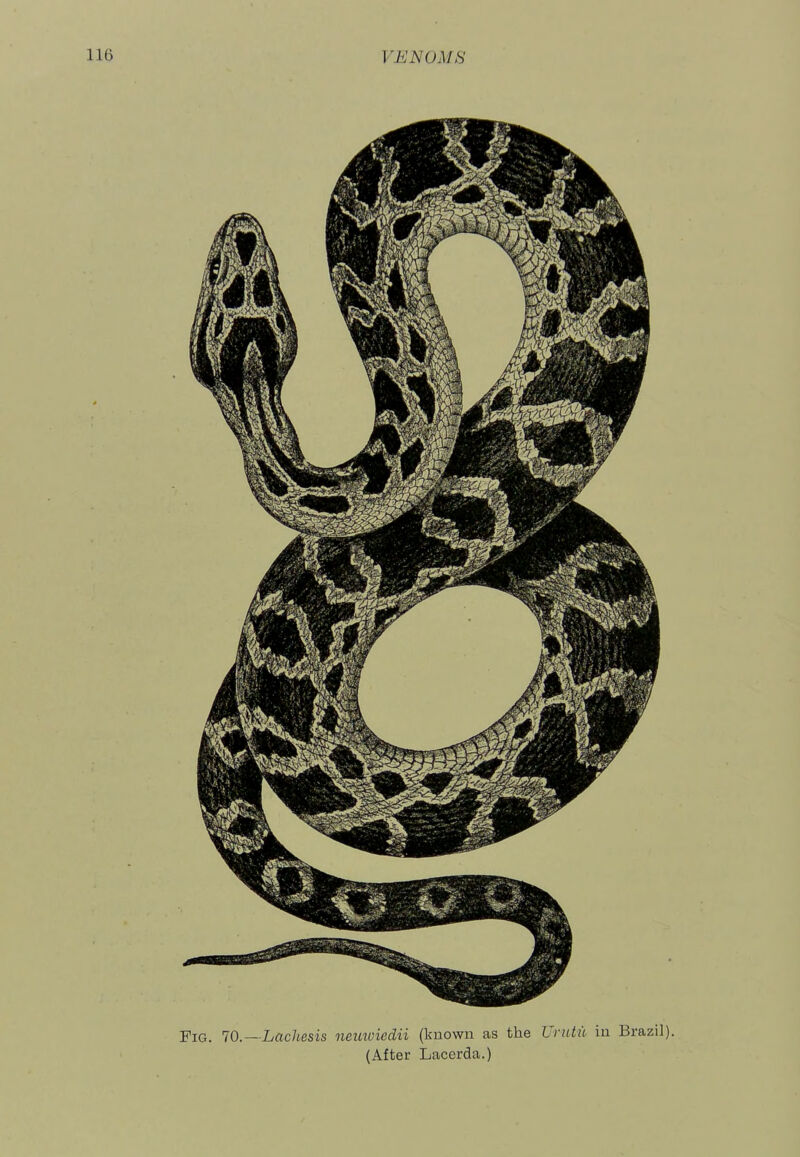 Fig. lO.—Lachesis neuioiedii (known as the Urutu in Brazil). (After Lacerda.)