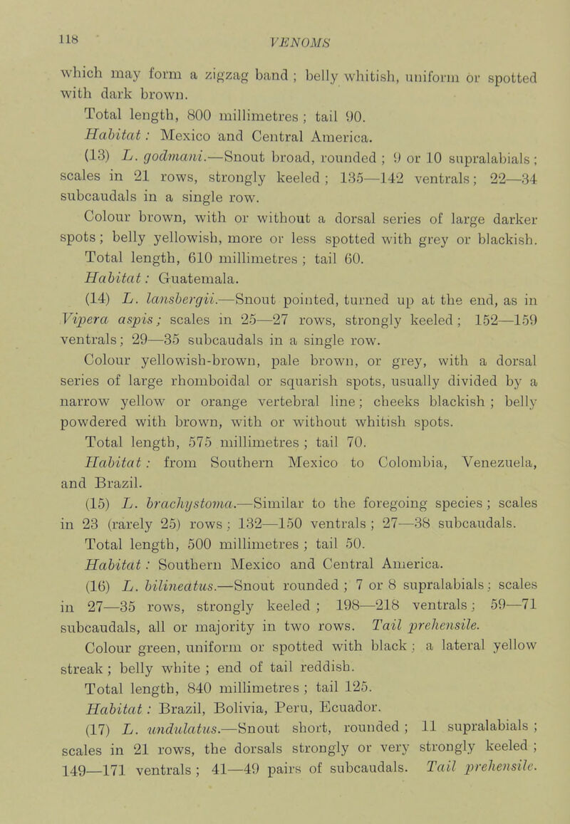 which iBcay form a zigzag band ; belly whitish, uuilbnn or spotted with dark brown. Total length, 800 millimetres ; tail 90. Habitat: Mexico and Central America. (13) L. godviani.—Snont broad, rounded ; 9 or 10 supralabials ; scales in 21 rows, strongly keeled; 135—142 ventrals; 22—34 subcaudals in a single row. Colour brown, with or without a dorsal series of large darker spots; belly yellowish, more or less spotted with grey or blackish. Total length, 610 millimetres ; tail 60. Habitat: Guatemala. (14) L. lansbergii.—Snout pointed, turned up at the end, as in Vipera aspis; scales in 25—27 rows, strongly keeled; 152—159 ventrals; 29—35 subcaudals in a single row. Colour yellowish-brown, pale brown, or grey, with a dorsal series of large rhomboidal or squarish spots, usually divided by a narrow yellow or orange vertebral line; cheeks blackish ; belly powdered with brown, with or without whitish spots. Total length, 575 millimetres ; tail 70. Habitat : from Southern Mexico to Colombia, Venezuela, and Brazil. (15) L. brachystoma.—Similar to the foregoing species; scales in 23 (rarely 25) rows ; 132—150 ventrals ; 27—38 subcaudals. Total length, 500 millimetres ; tail 50. Habitat: Southern Mexico and Central America. (16) L. bilineatus.—Snout rounded; 7 or 8 supralabials; scales in 27—35 rows, strongly keeled ; 198—218 ventrals ; 59—71 subcaudals, all or majority in two rows. Tail prehensile. Colour green, uniform or spotted with black; a lateral yellow streak; belly white ; end of tail reddish. Total length, 840 milHmetres ; tail 125. Habitat: Brazil, Bolivia, Peru, Ecuador. (17) L. undulatus.—Snout short, rounded ; 11 supralabials ; scales in 21 rows, the dorsals strongly or very strongly keeled ; 149—171 ventrals ; 41—49 pairs of subcaudals. Tail prehensile.
